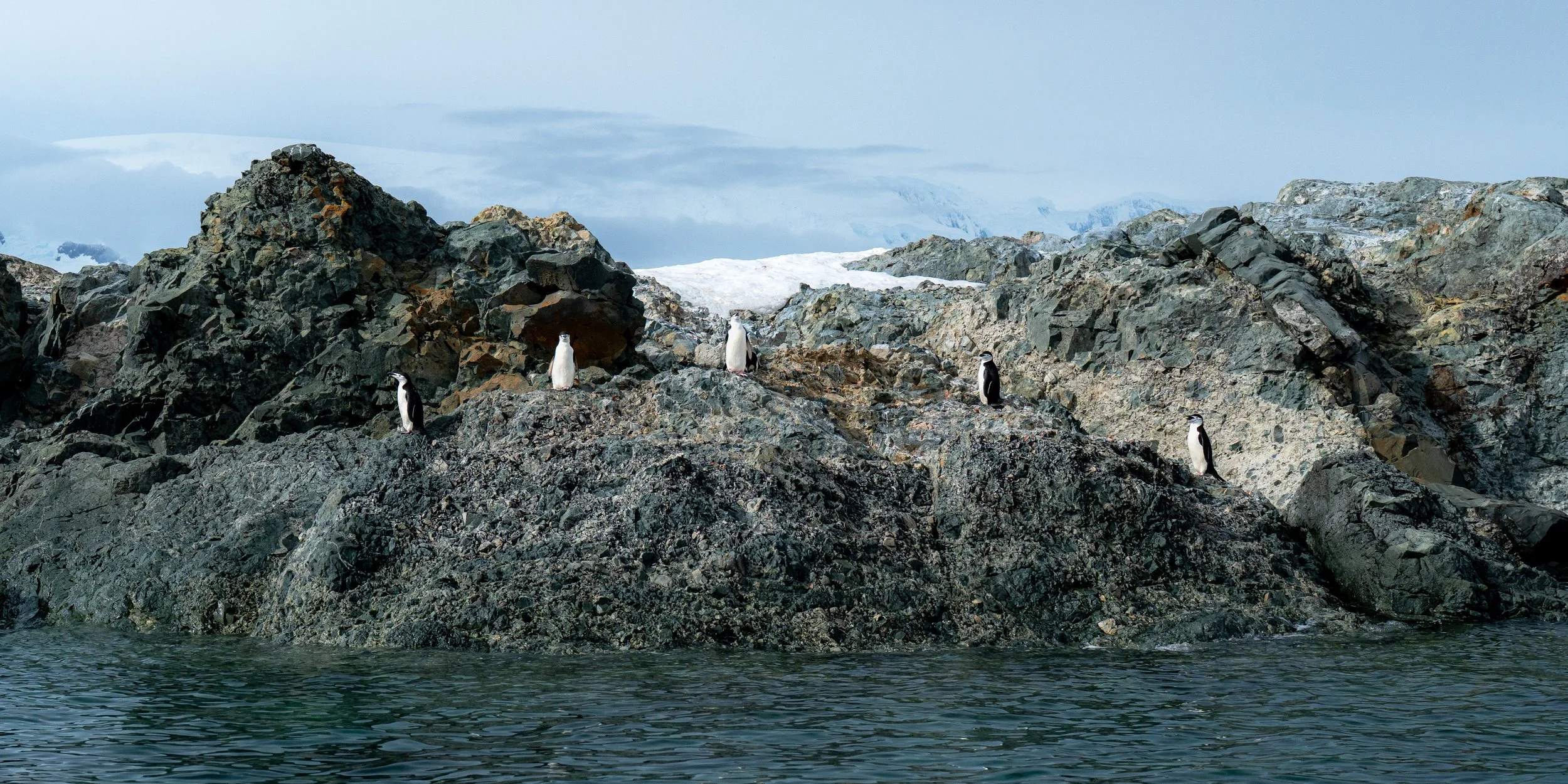 Four penguins standing on a rocky island in icy waters with snow and ice-covered mountains in the background.