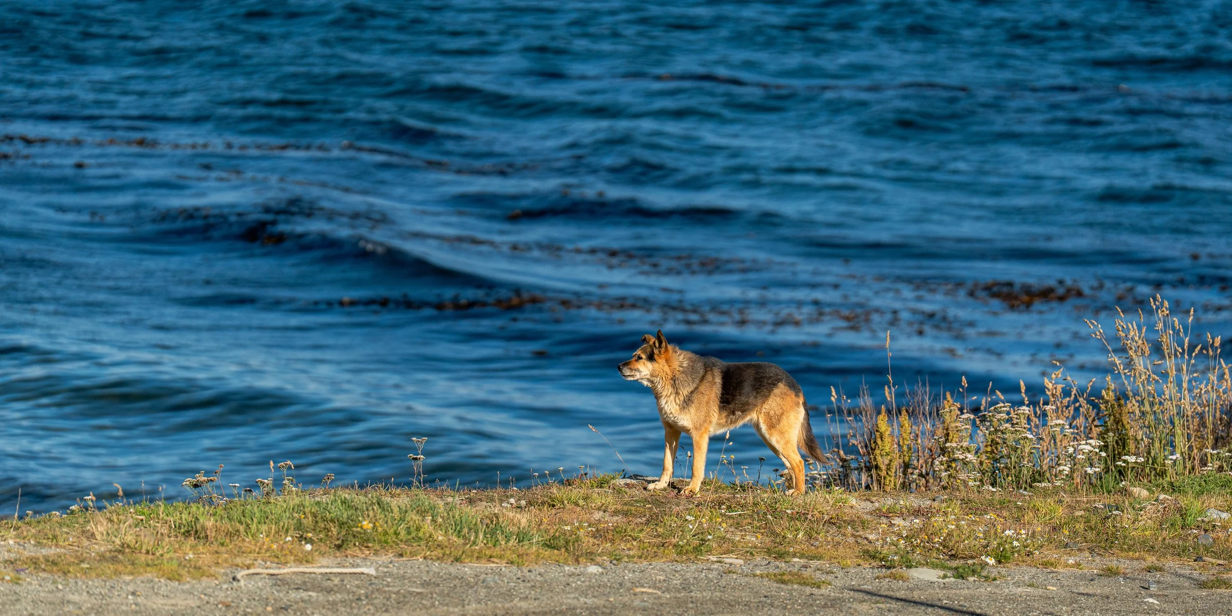 A dog standing on grass near a body of water with gentle waves, surrounded by small plants and flowers.