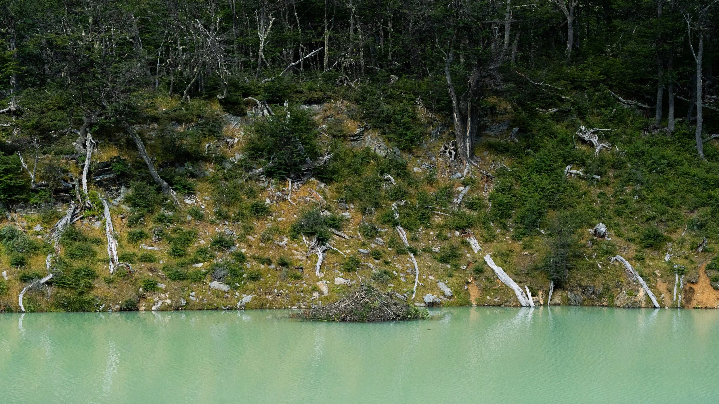 A lake with greenish water in front of a rocky hillside covered with trees, some of which are fallen and weathered.