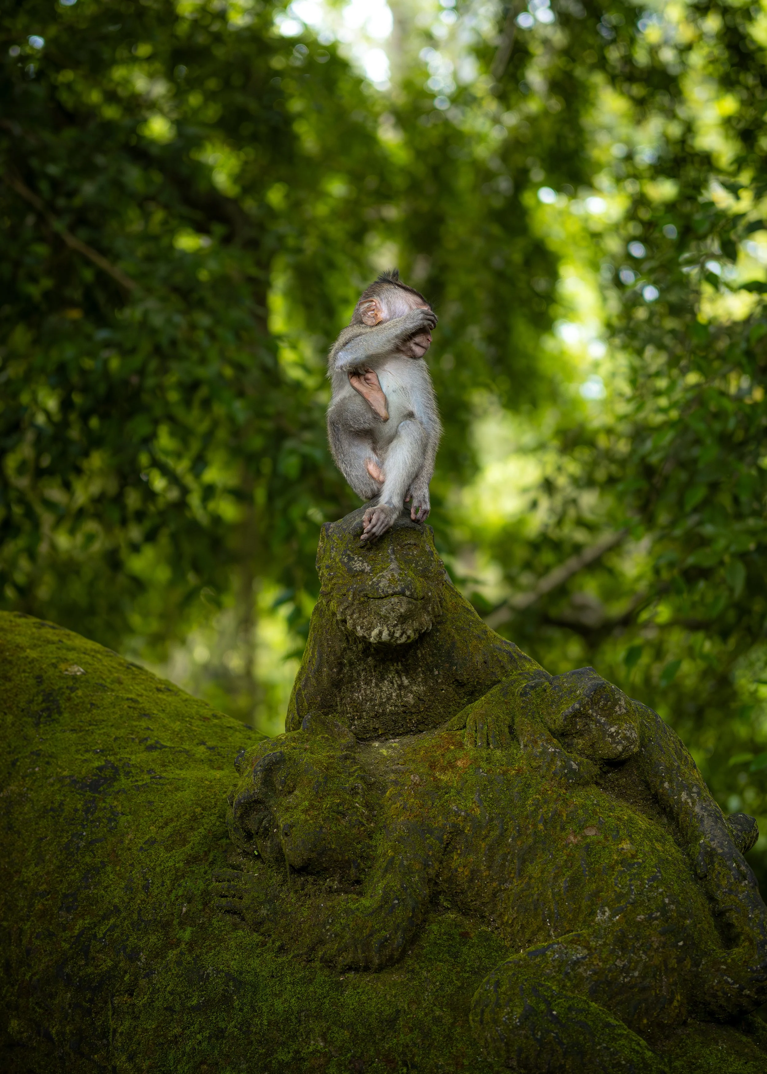 A young monkey sitting on a moss-covered rock in a dense, green forest, covering its face with one hand.