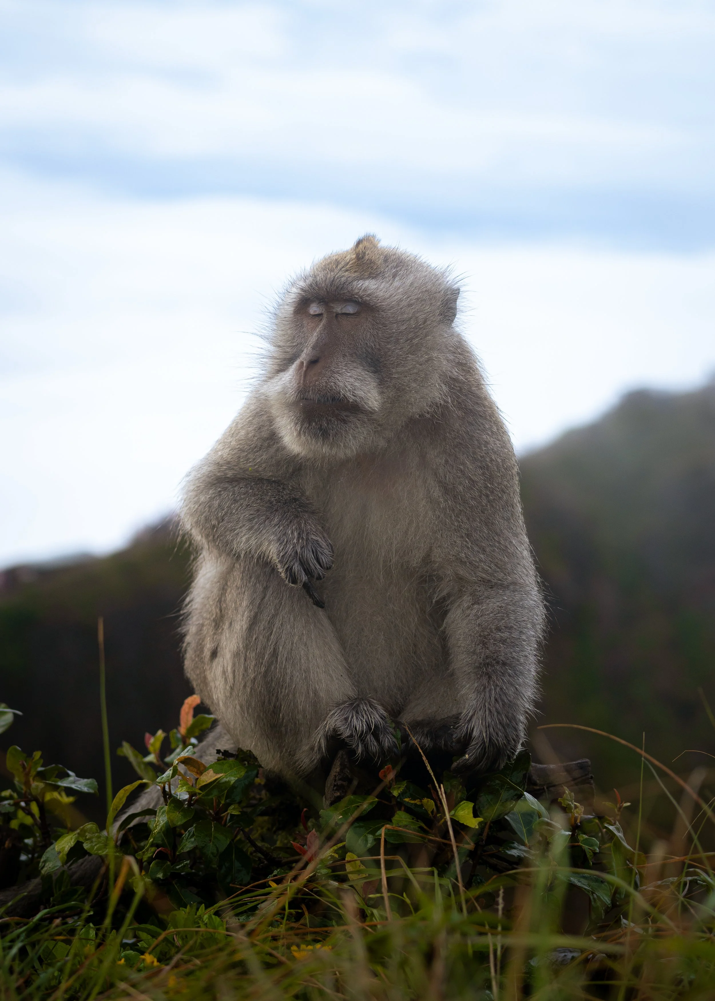 A sleeping baboon sitting on a bed of green foliage under a cloudy sky.