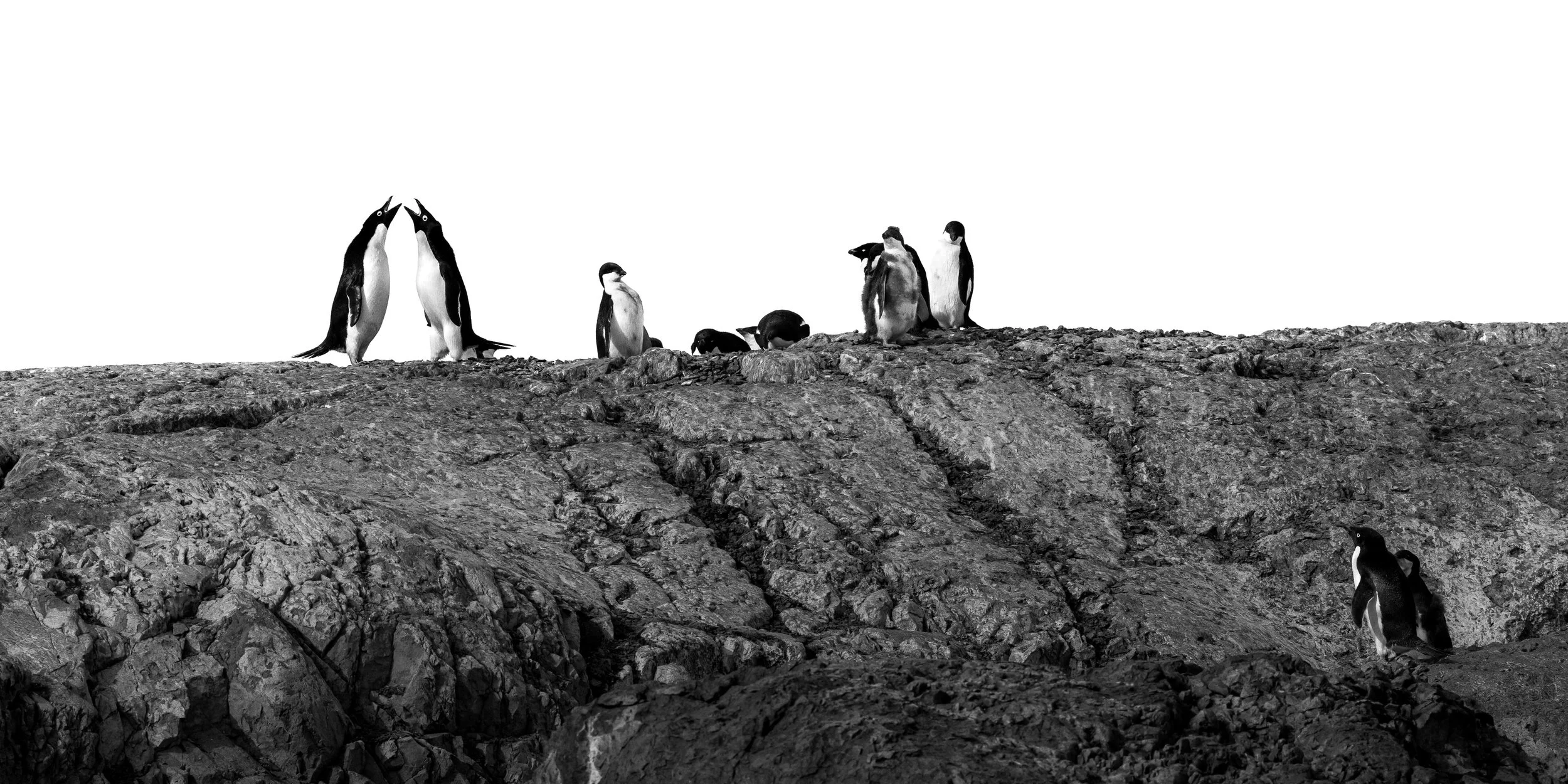Group of penguins on rocky terrain against a plain white sky background