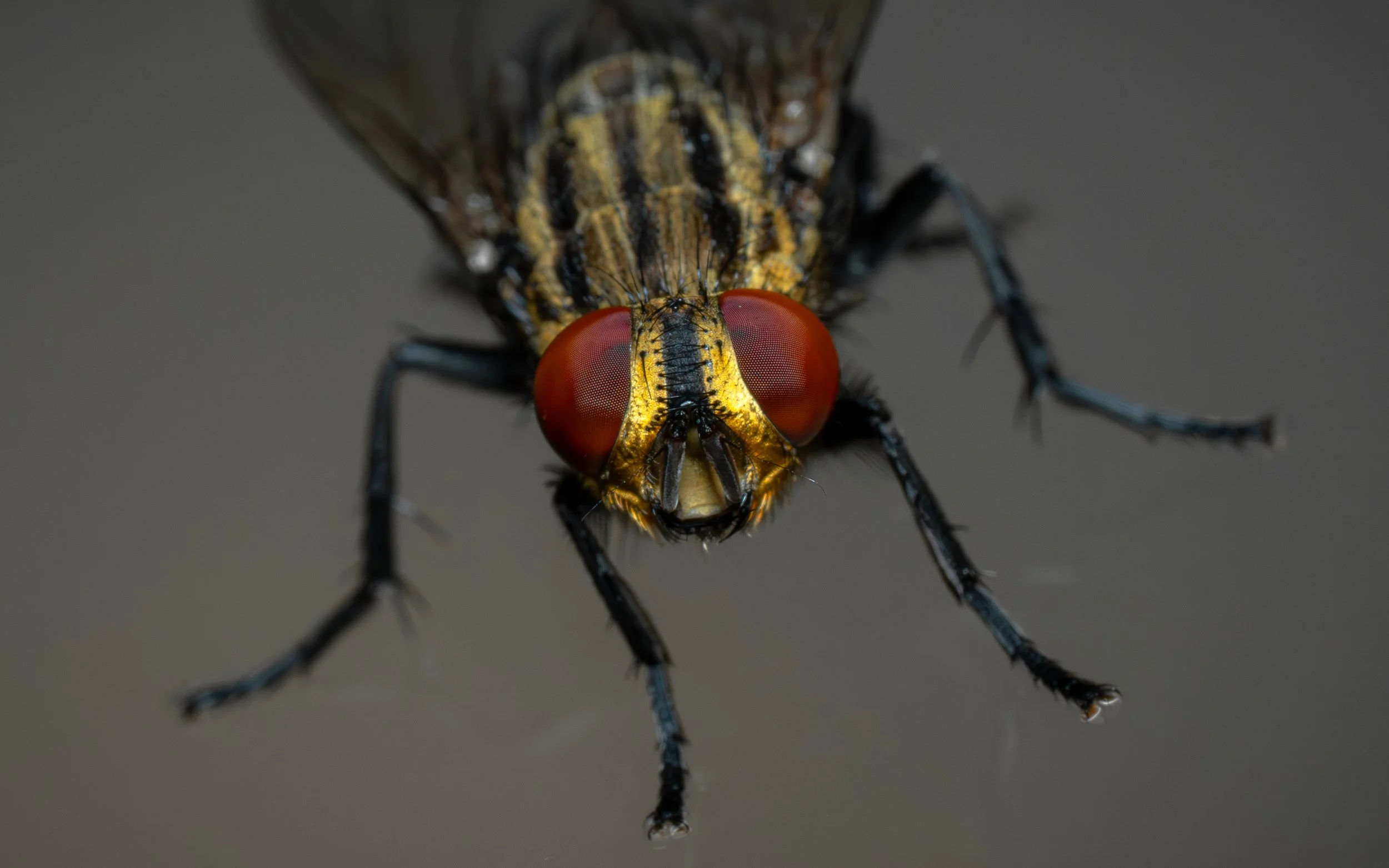 Close-up of a fly with large red eyes, yellow and black markings on its head and thorax, and black legs with blueish highlights, set against a plain gray background.