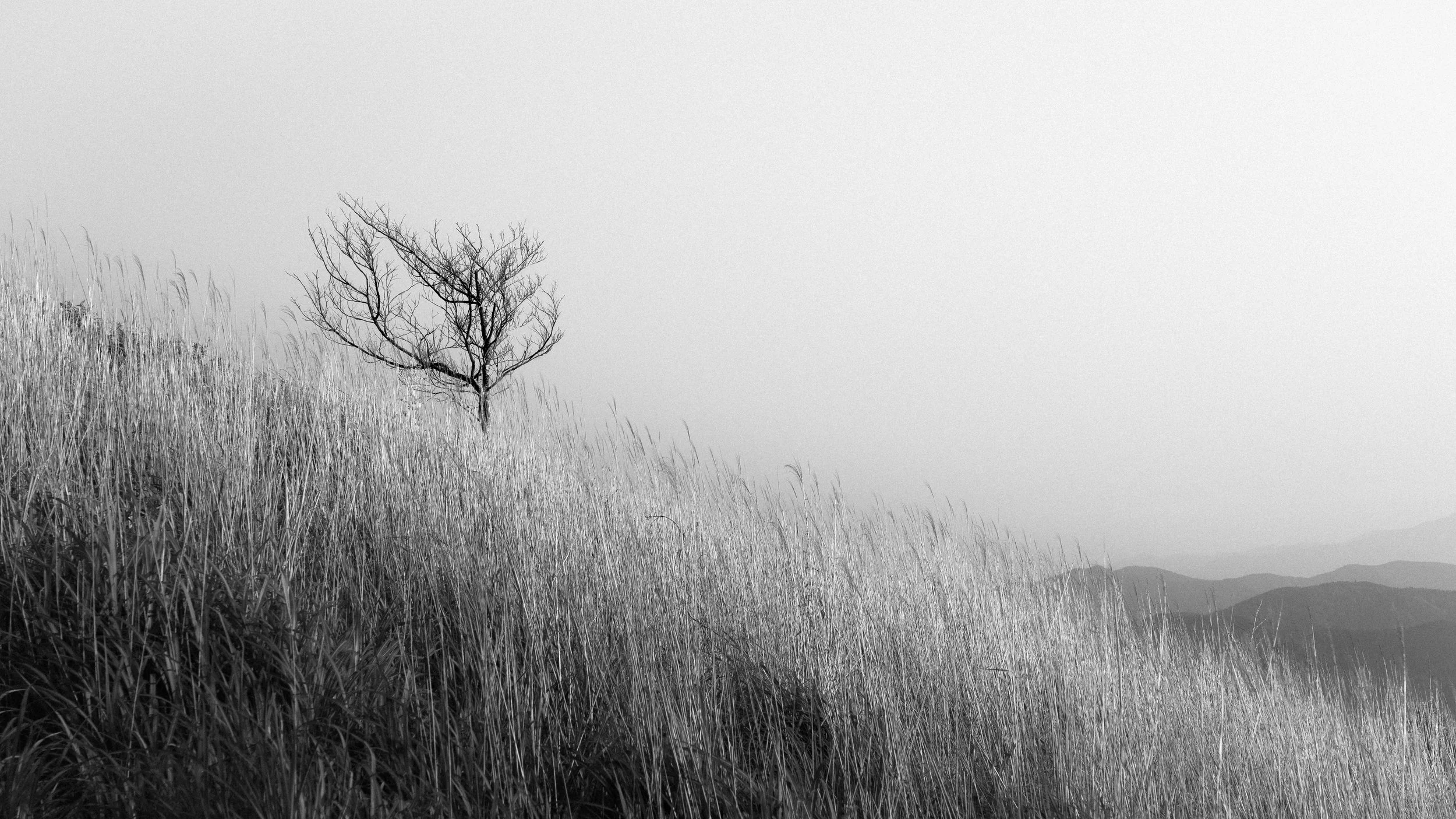 A black and white landscape photo featuring a single, leafless tree on a hillside covered with tall grass, with distant mountains in the background.
