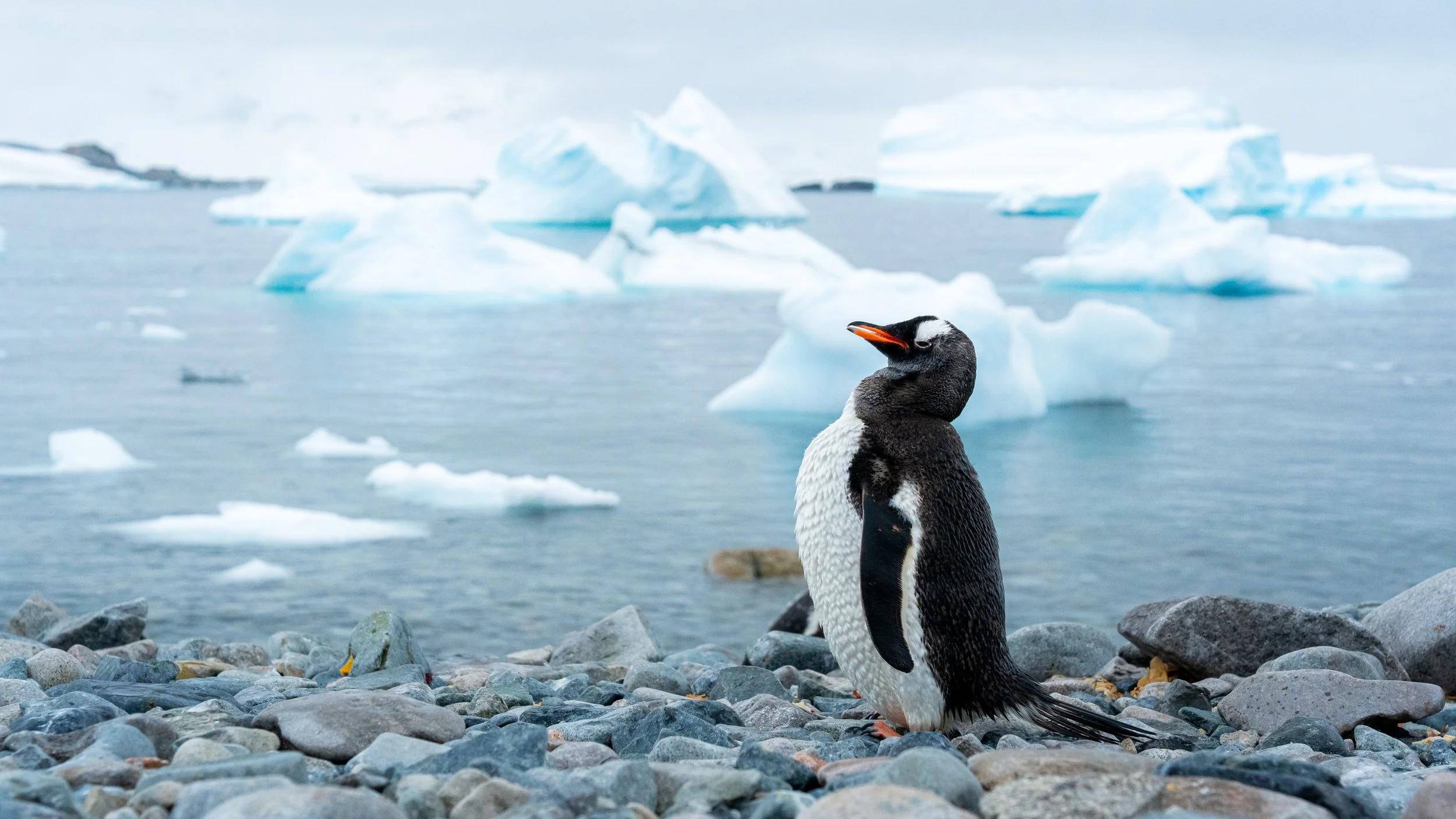 A penguin standing on a rocky shoreline with icebergs floating in the water behind it.