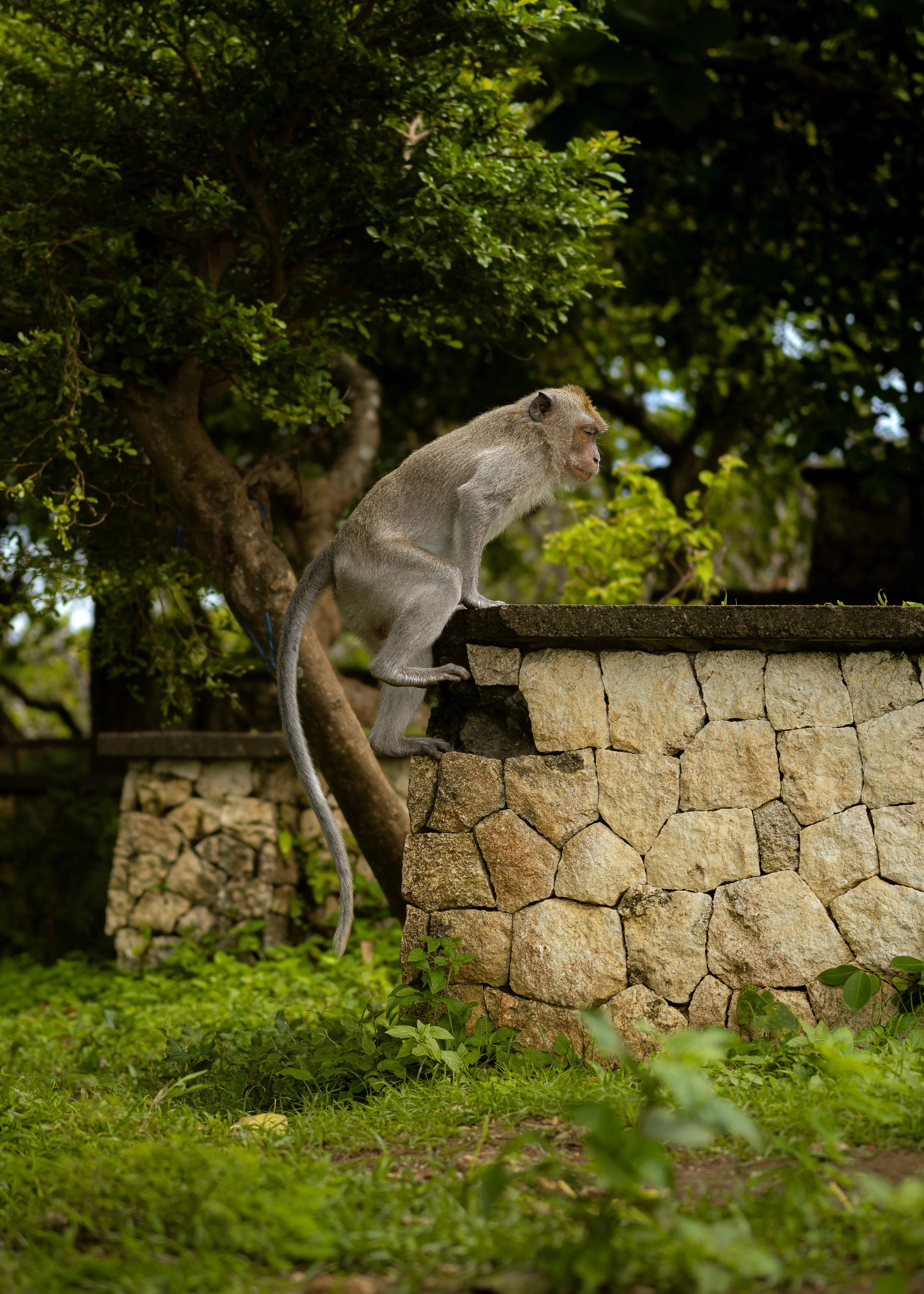 A monkey sitting on a stone wall in a lush, green outdoor area with trees and grass.