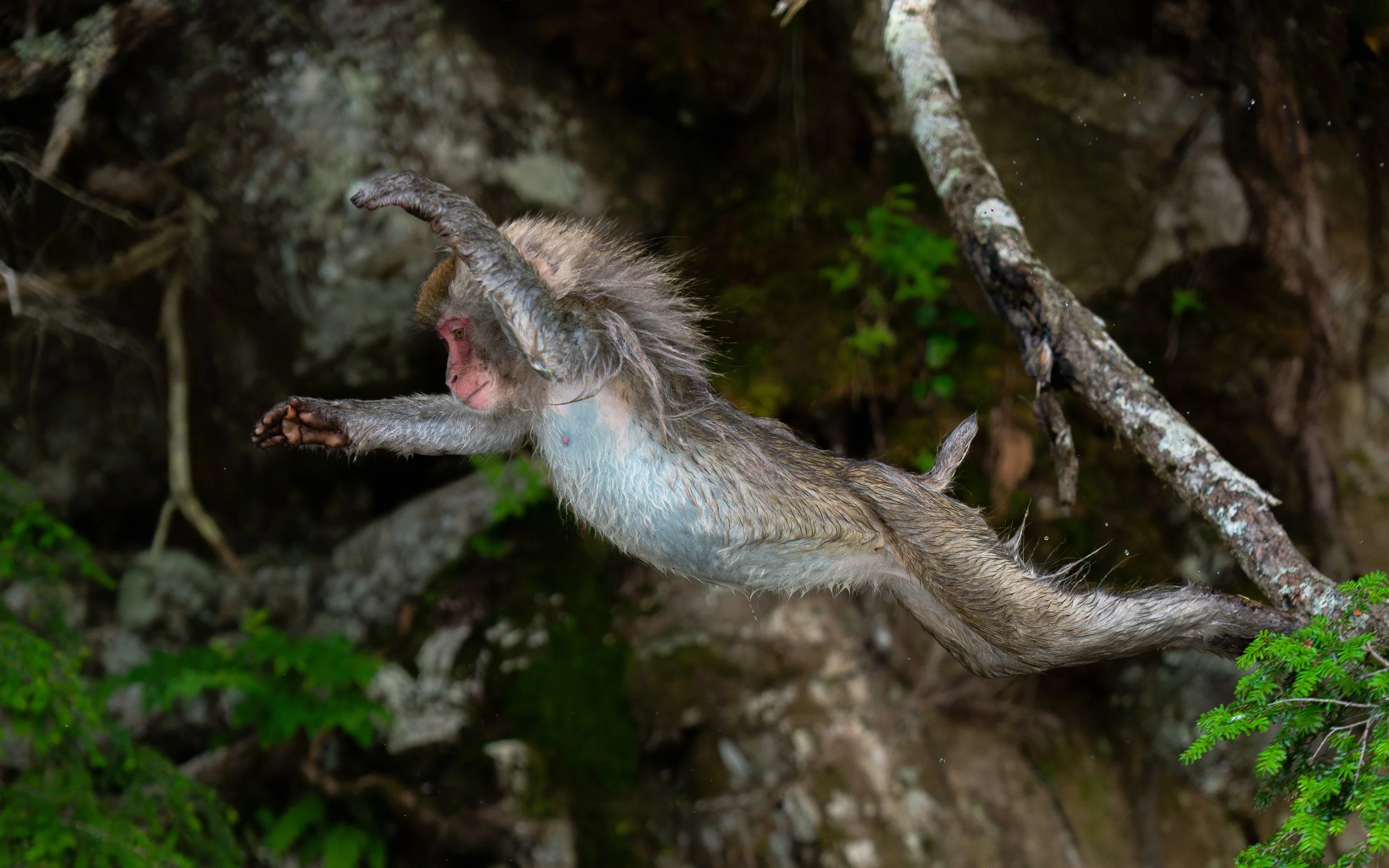 A macaque monkey climbing on a tree branch in a jungle setting.