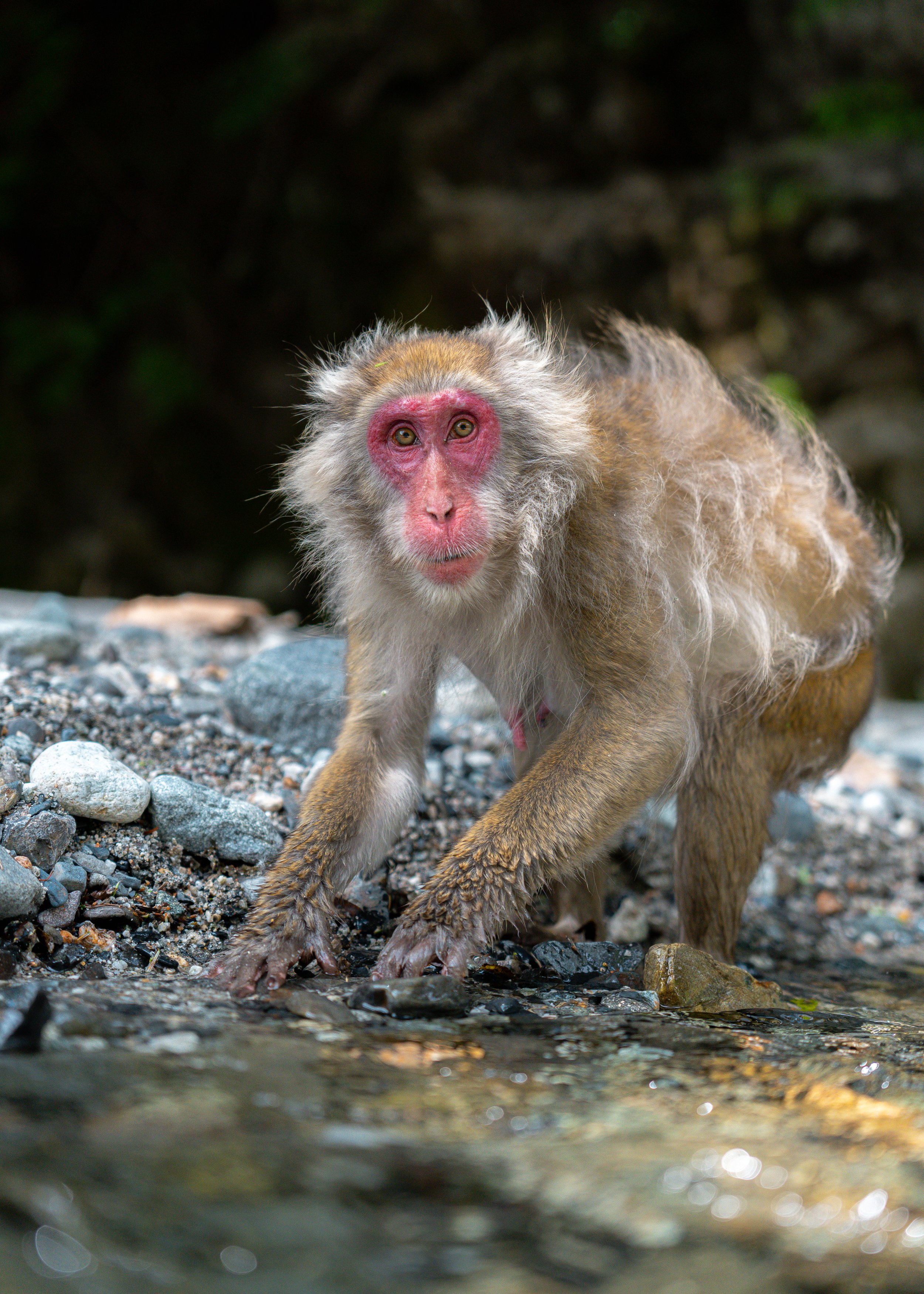 A Japanese macaque, also known as a snow monkey, standing on rocks near a river, with wet fur and a pink face.