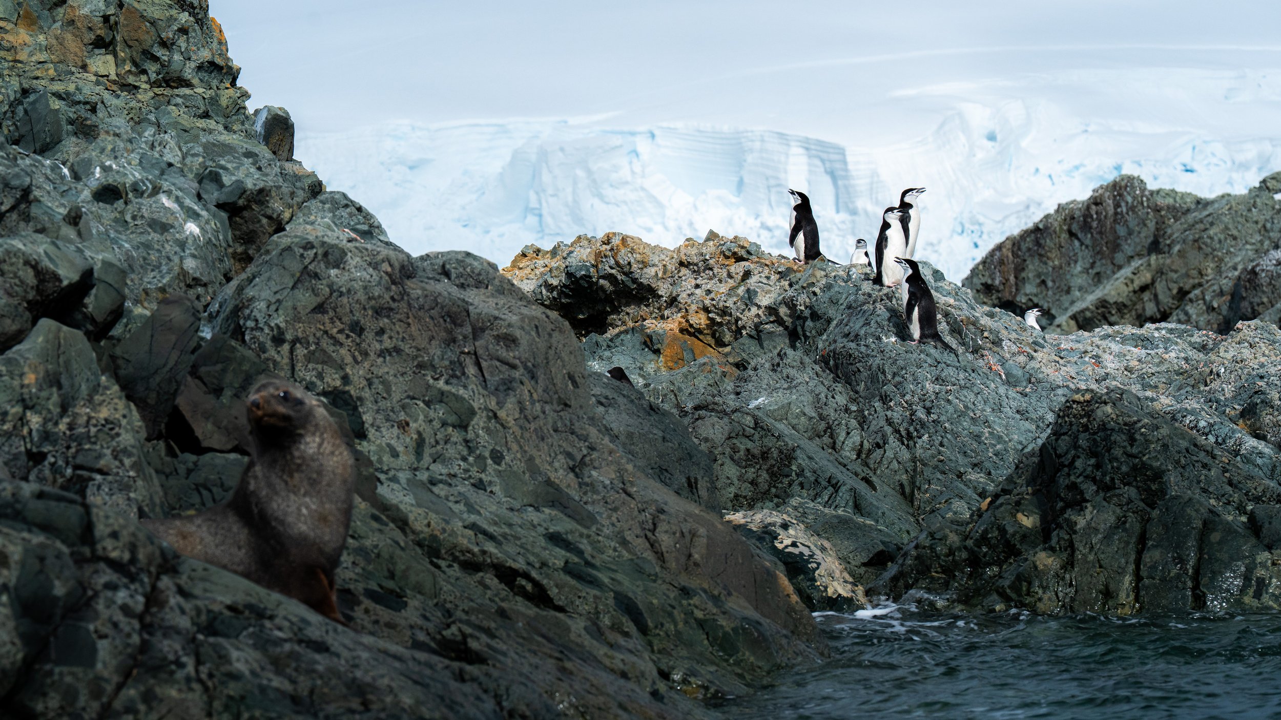 Group of penguins on rocky terrain near icy landscape with glacier in the background.