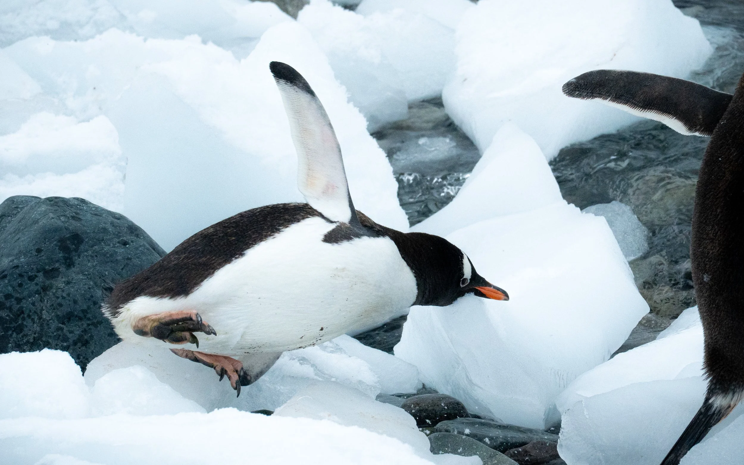 A group of penguins standing on icy rocks among icebergs and snow in a cold, Arctic environment.