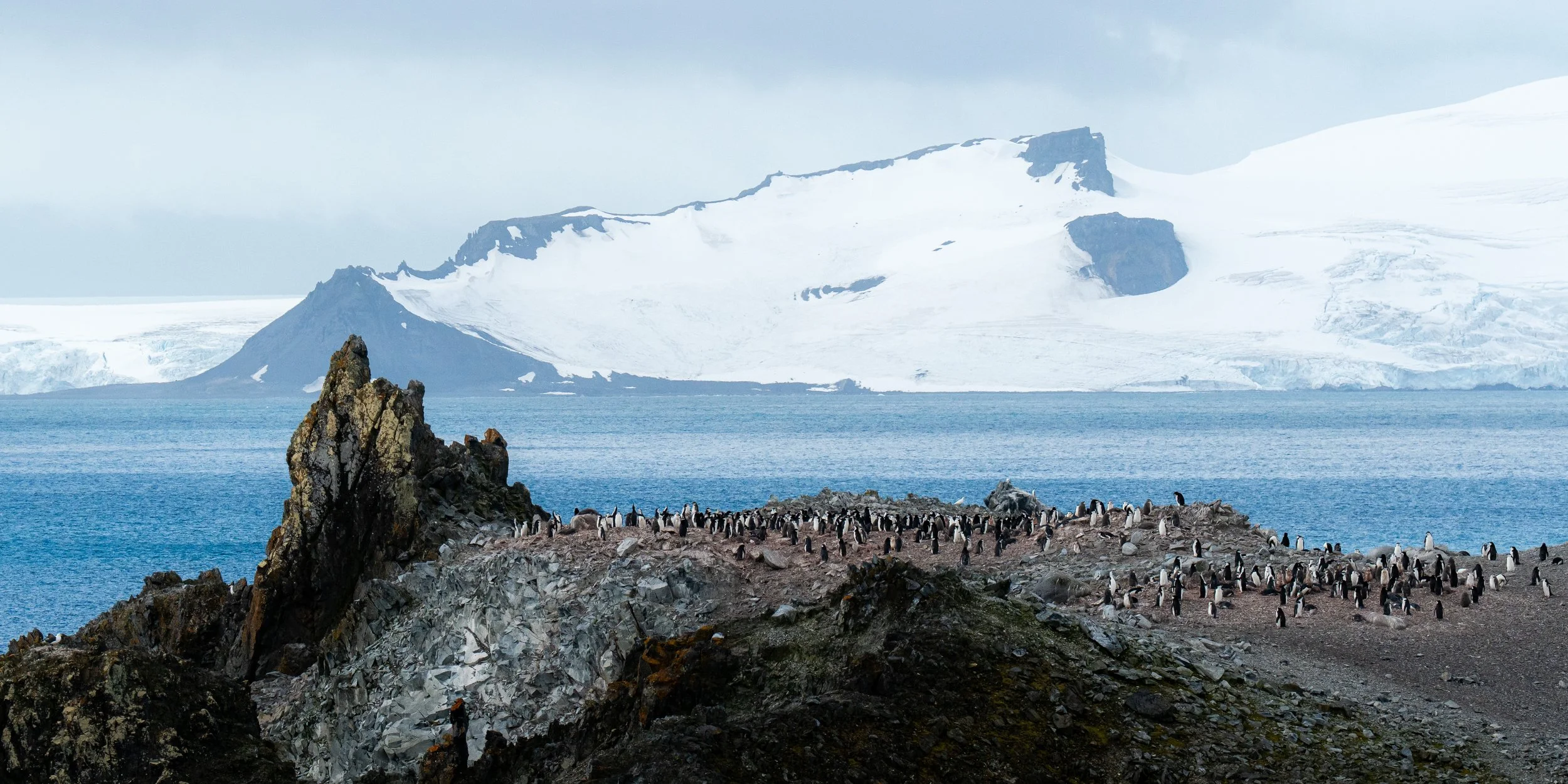 A large group of penguins on rocky terrain near icy water, with snow-covered mountains and glaciers in the background.