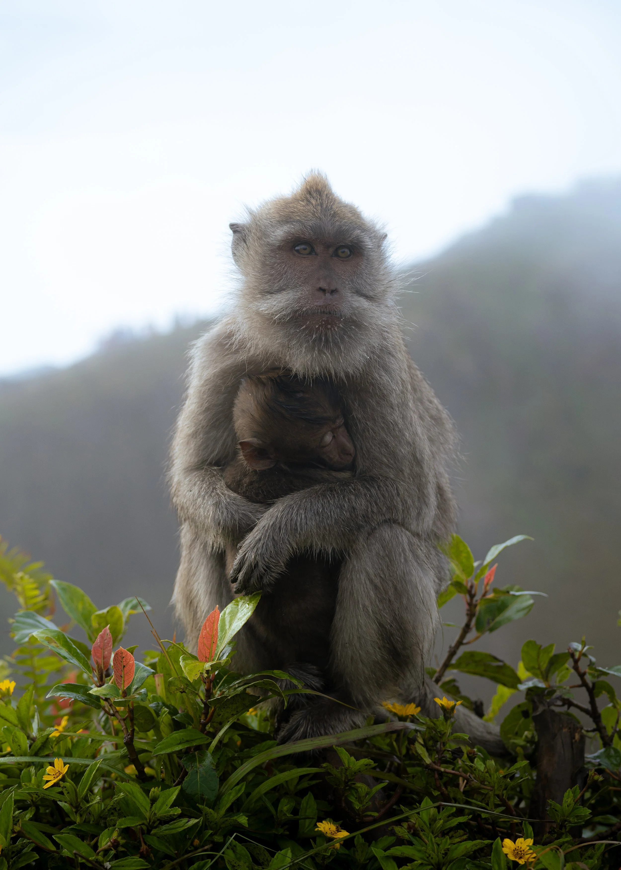 A monkey with gray fur sitting among green and red foliage, with a foggy mountain landscape in the background.
