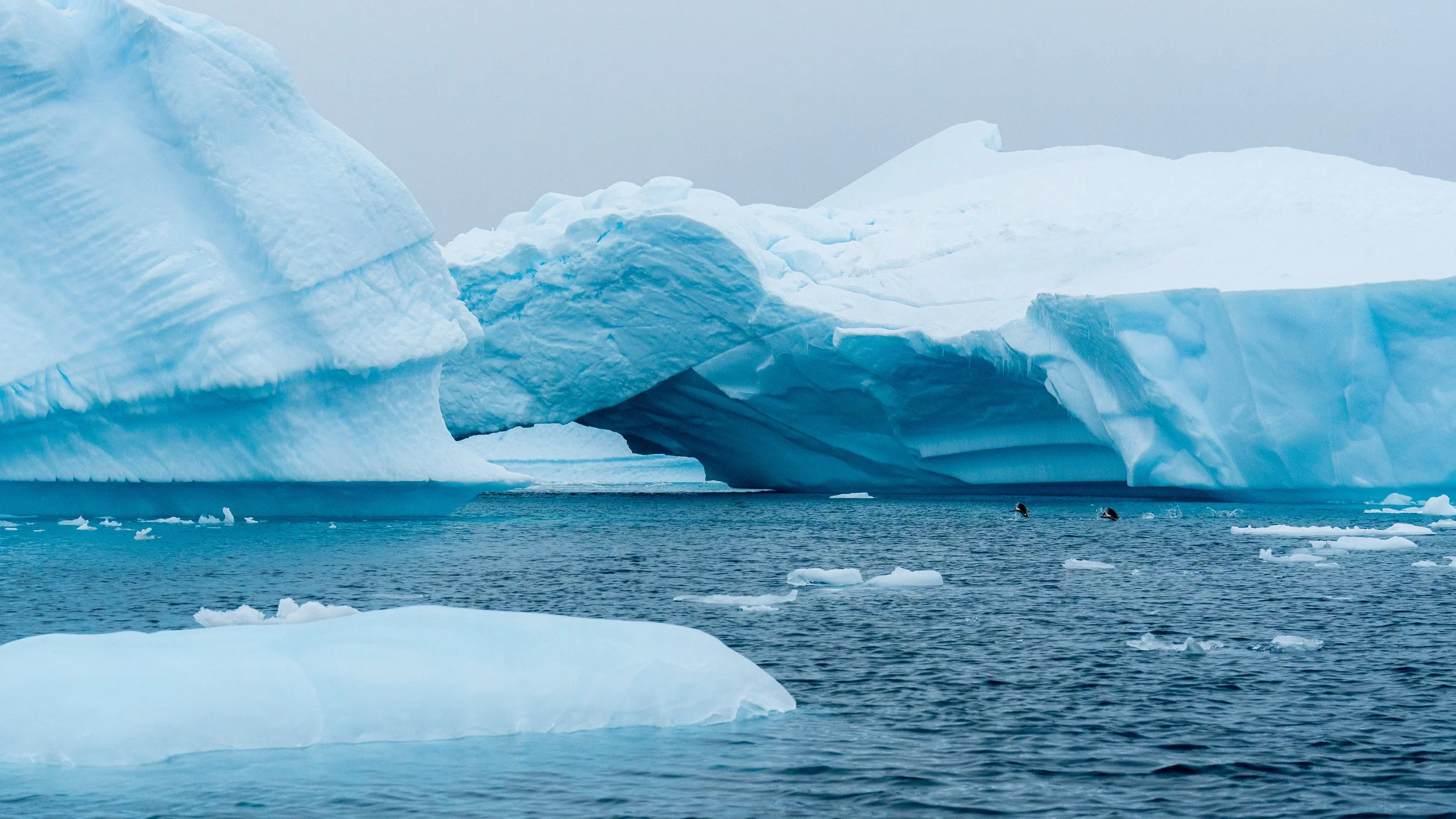 A vast icy landscape featuring large blue glaciers and icebergs floating in the ocean, with two seals swimming in the water nearby.
