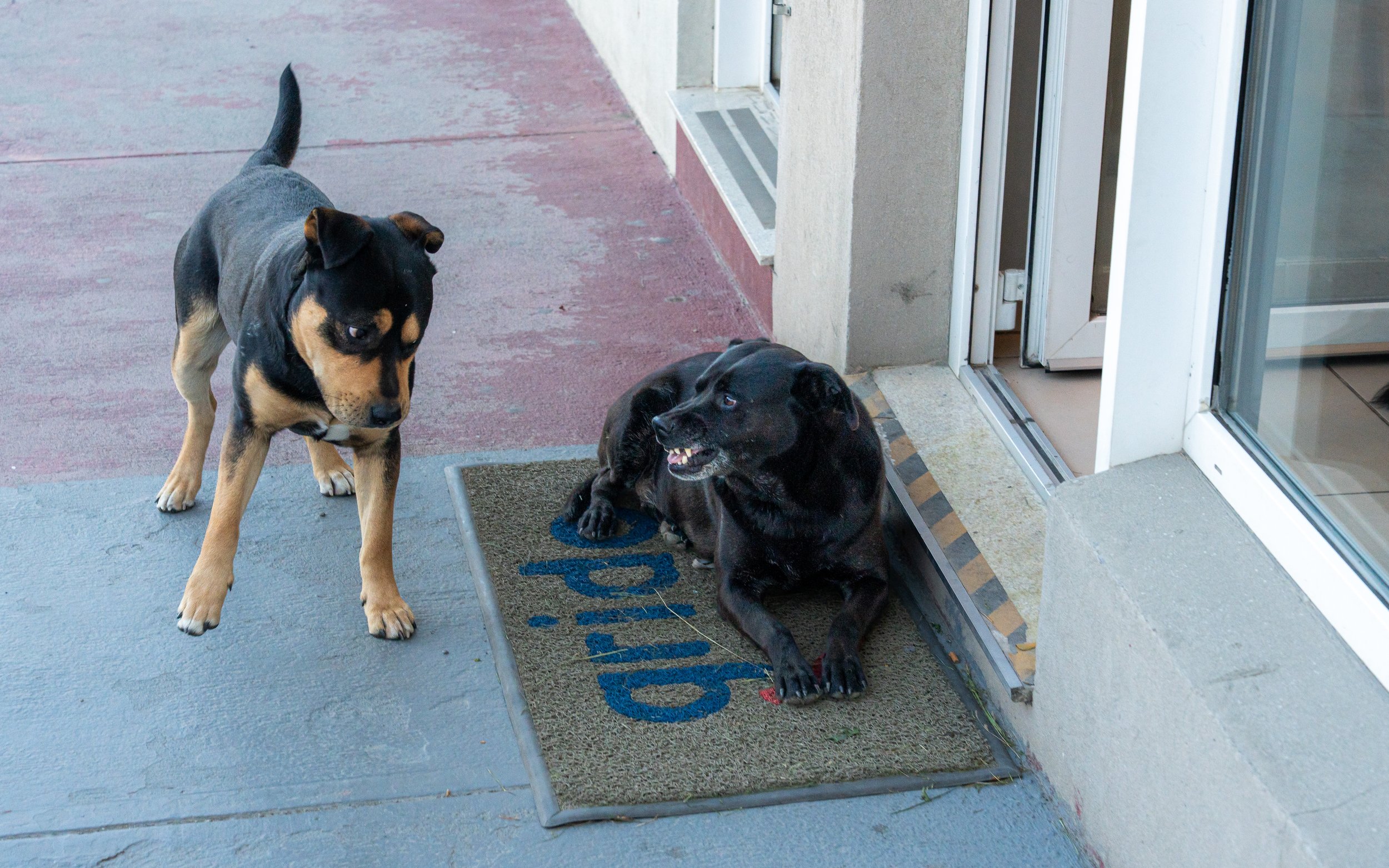 Two dogs, one standing and one lying on a doormat outside a building near a glass door