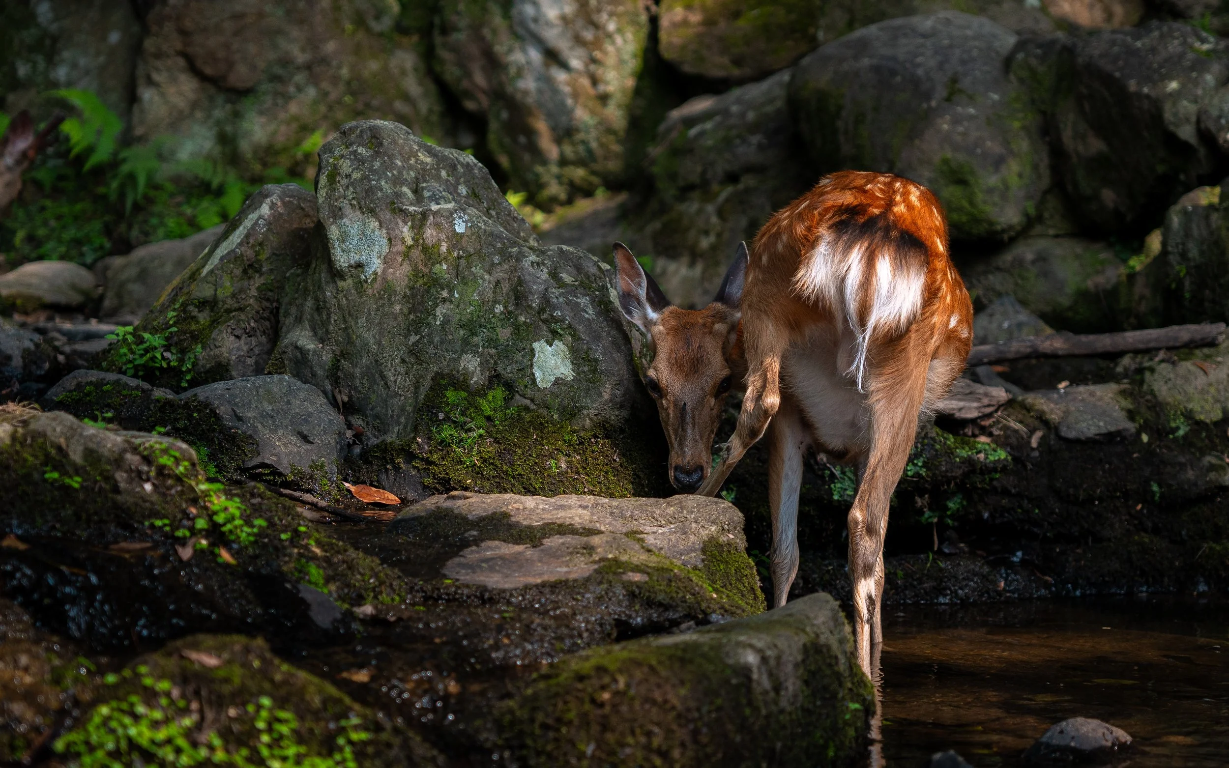 A deer standing on rocks near a creek in a green, mossy forest.