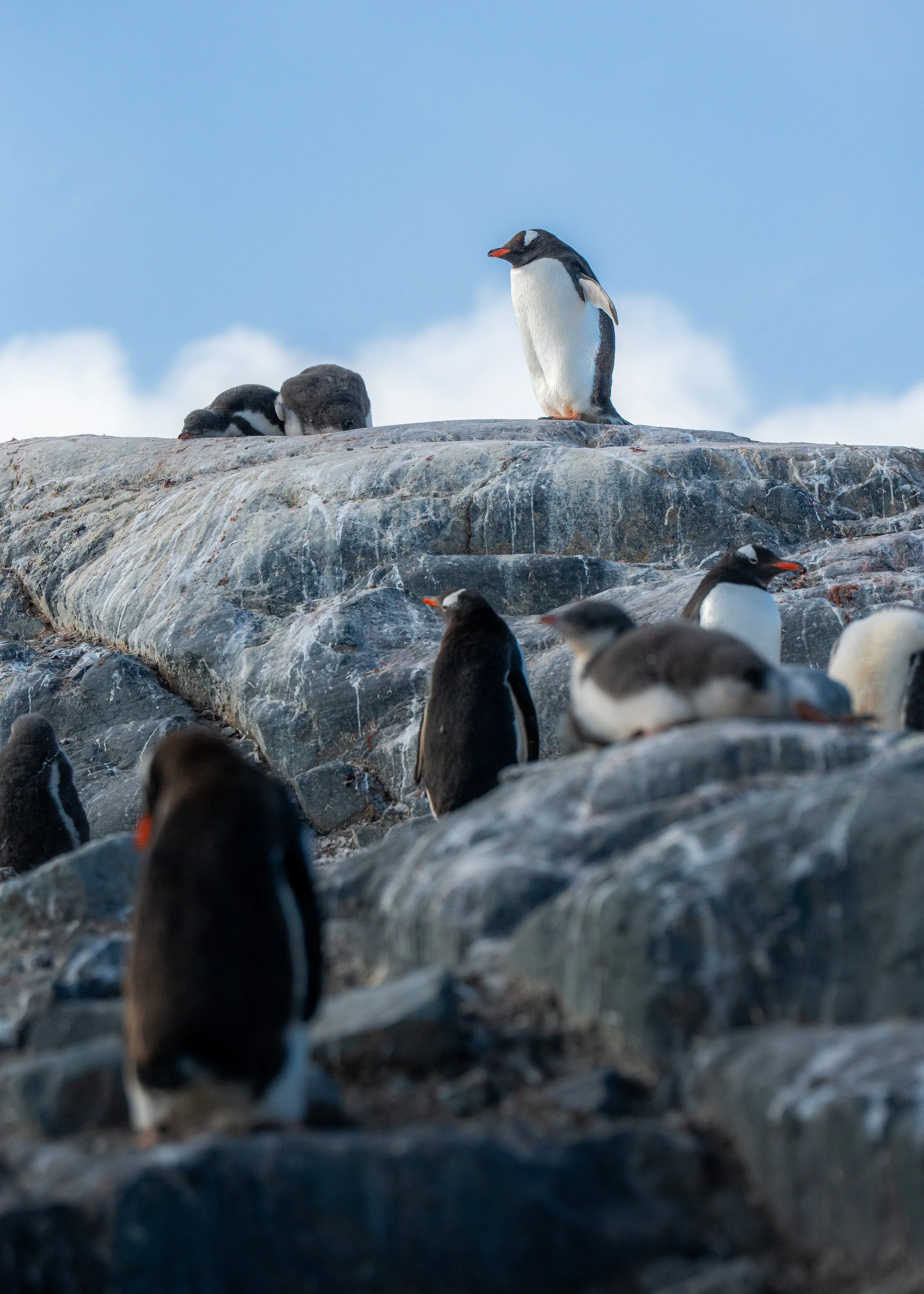 A group of penguins on a rocky terrain, with one standing upright and others lying down or sitting, under a partly cloudy sky.