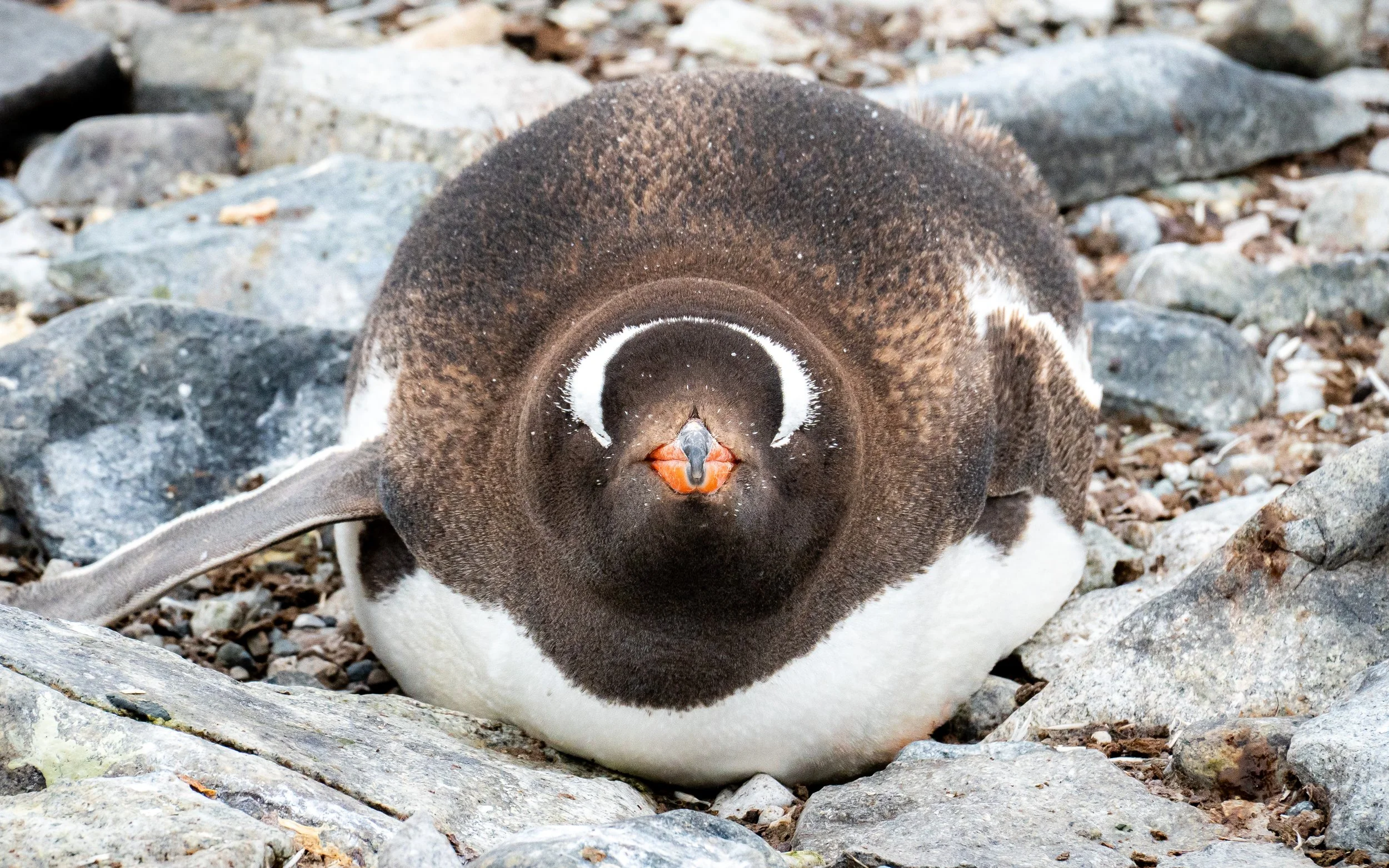 A penguin lying on rocky ground with its eyes closed and beak slightly open.