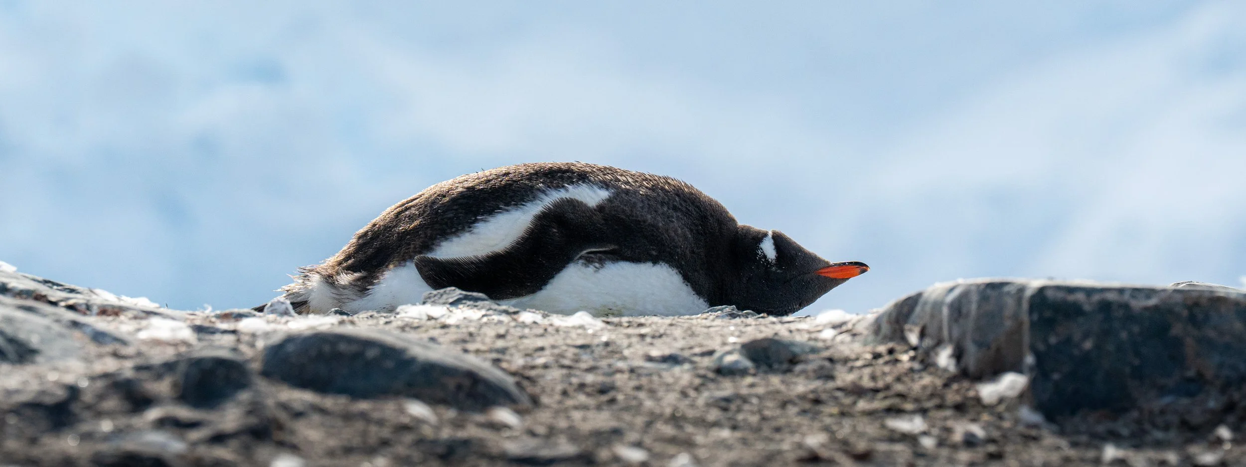 A penguin lying on the rocky ground with its head down and eyes closed, under a cloudy sky.