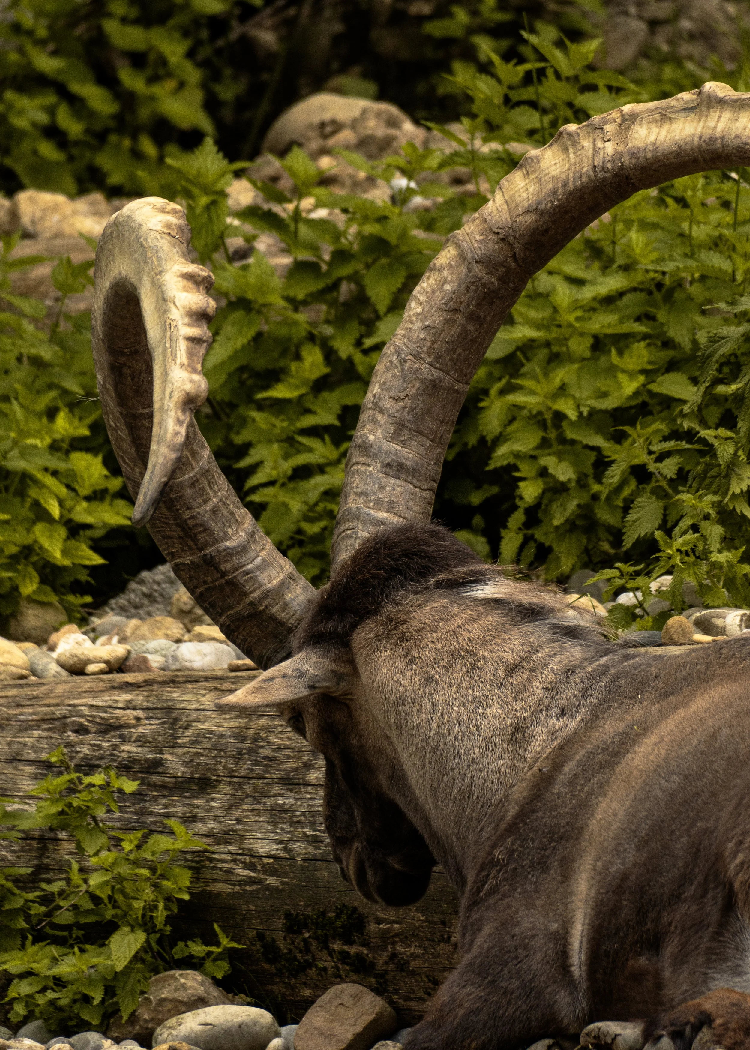 A mountain goat with large curved horns lying on the ground among rocks and green foliage.