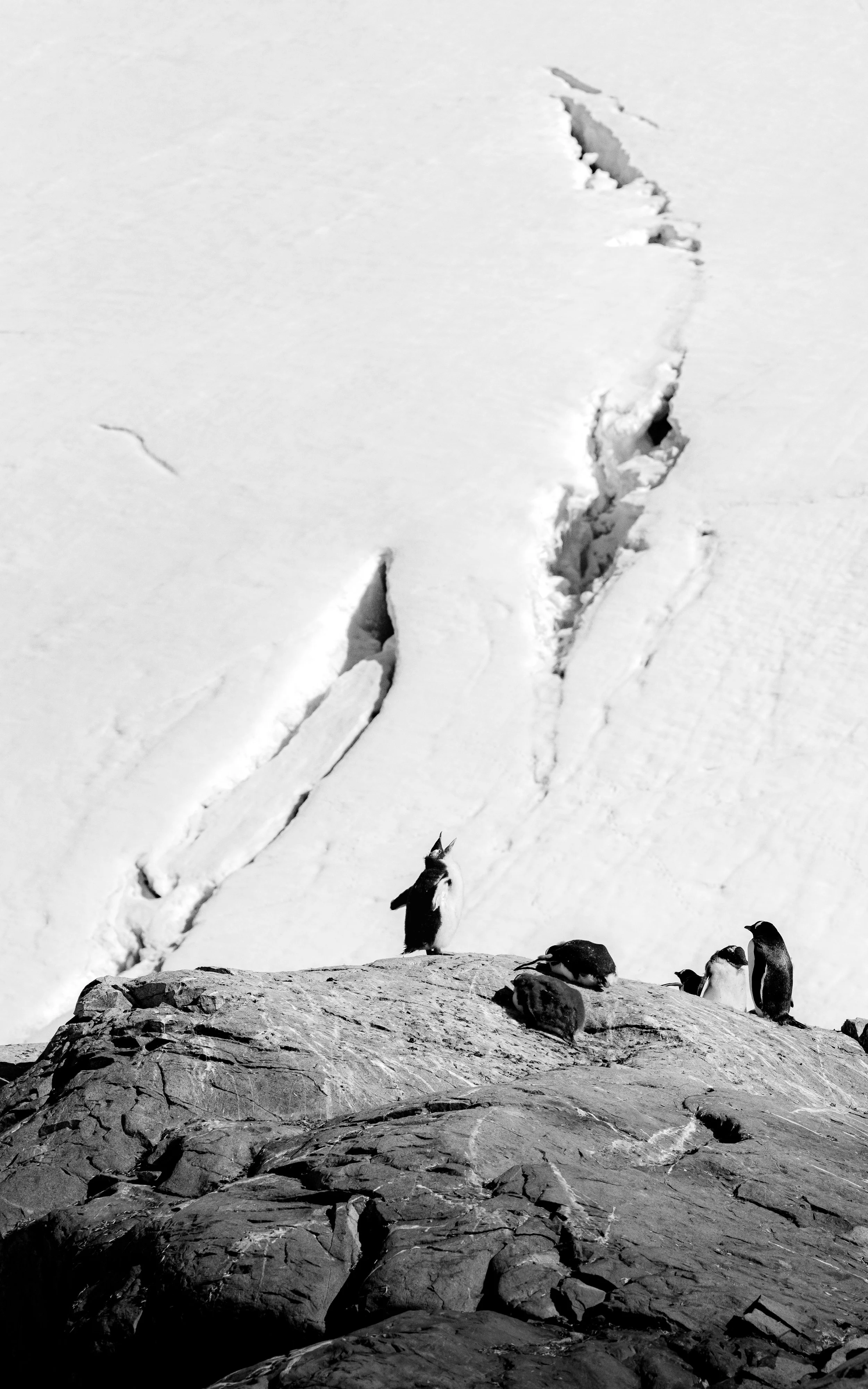 Snow-covered landscape with penguins, including one standing on a rock and others resting on the ground, and large cracks in the snow in the background.