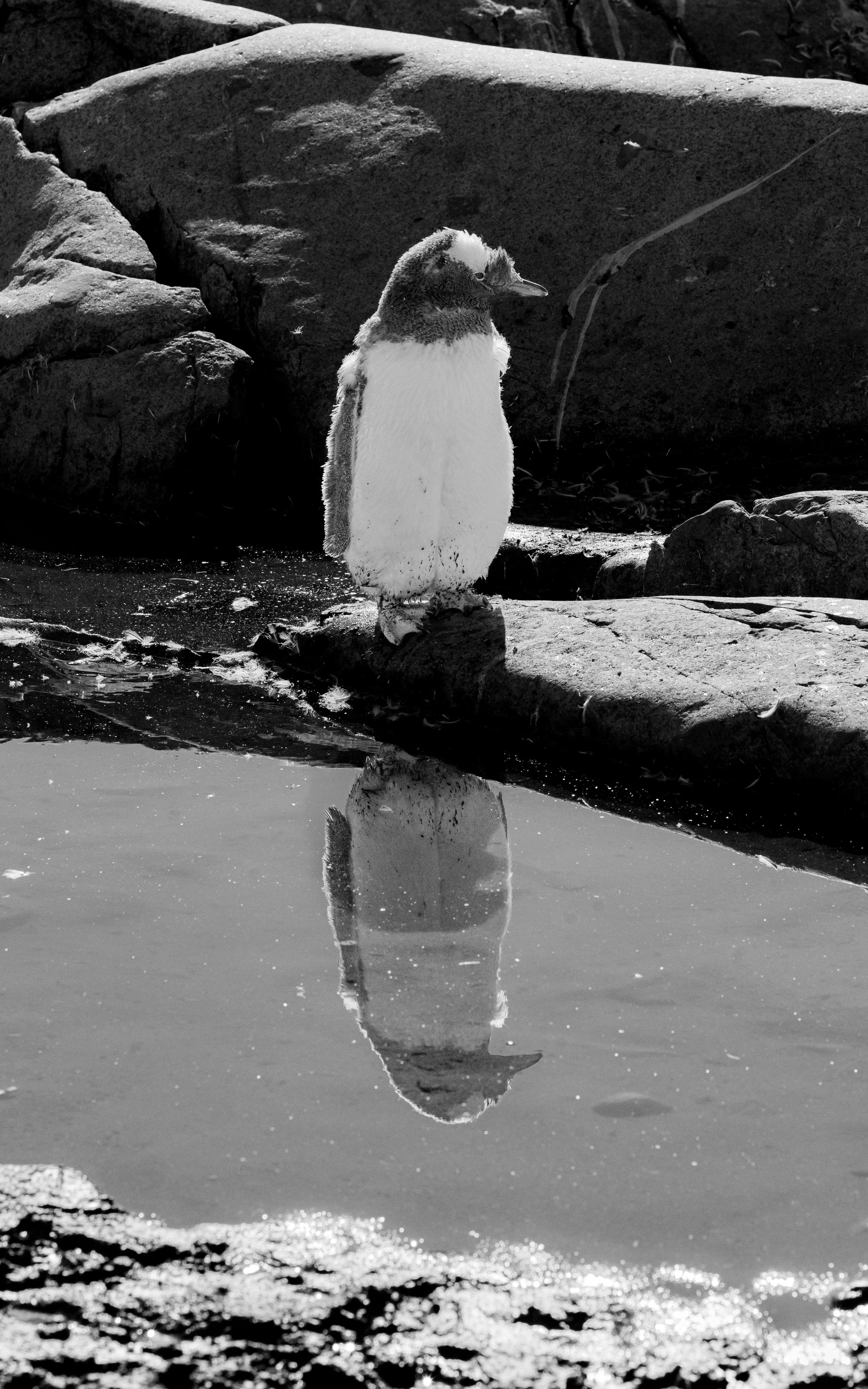 A black and white photo of a penguin standing on a rock near a body of water, with its reflection visible in the water.