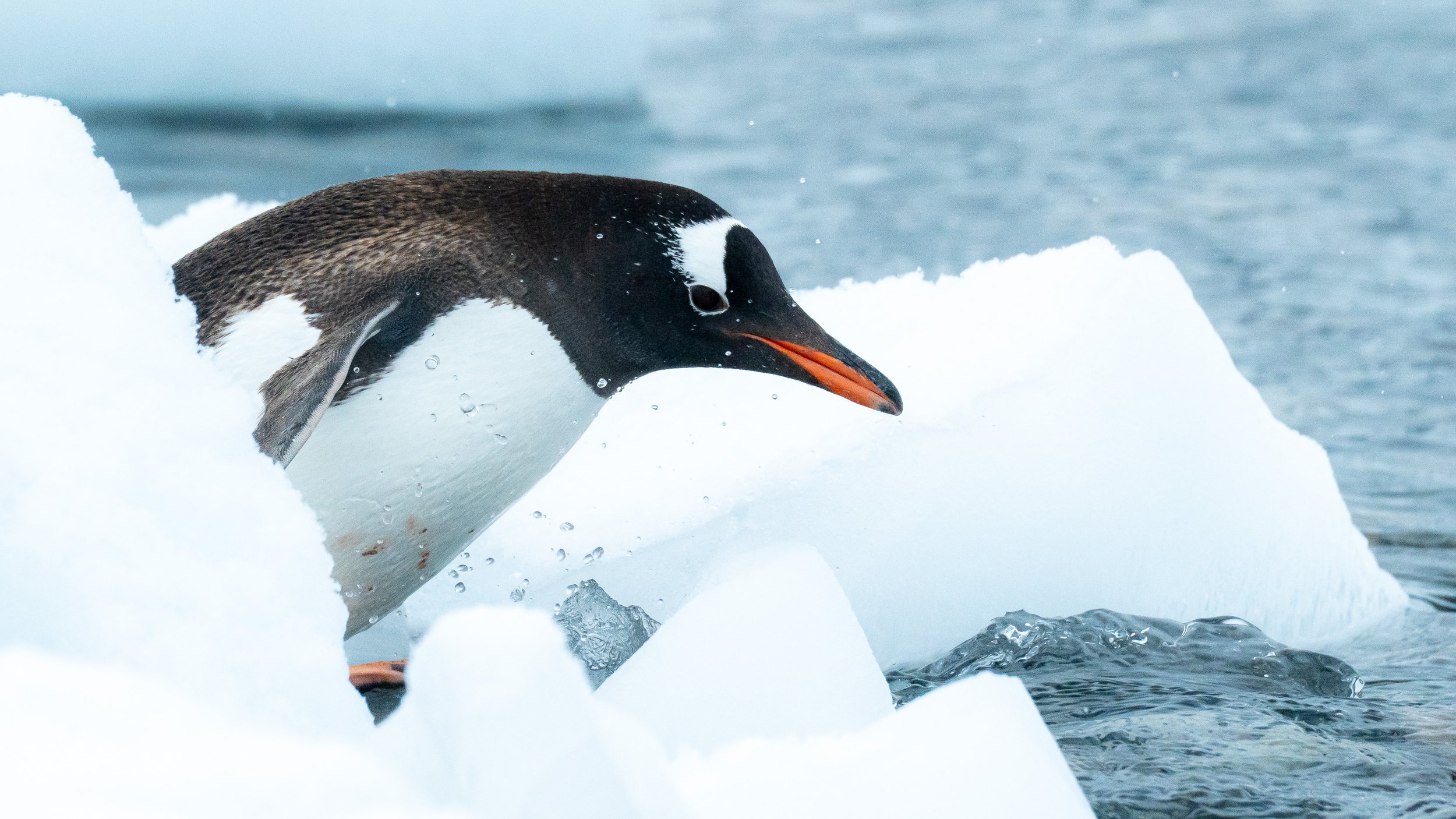 A penguin emerging from icy water onto a snow and ice-covered surface, with water droplets splashing around.