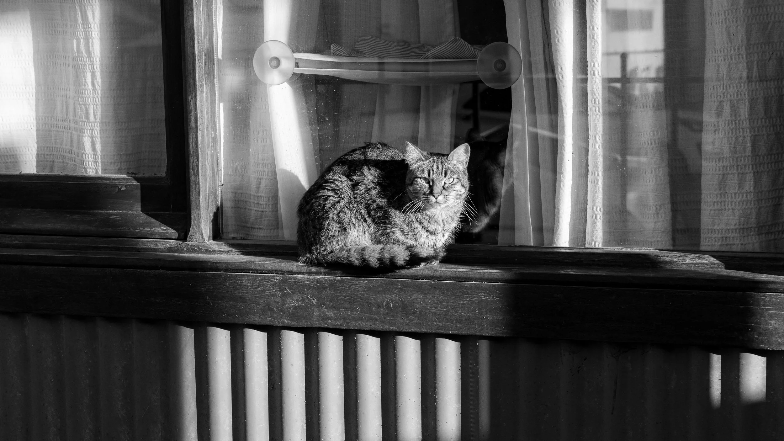 A tabby cat sitting on a wooden window sill in front of a glass window with curtains, with sunlight casting shadows on the sill.