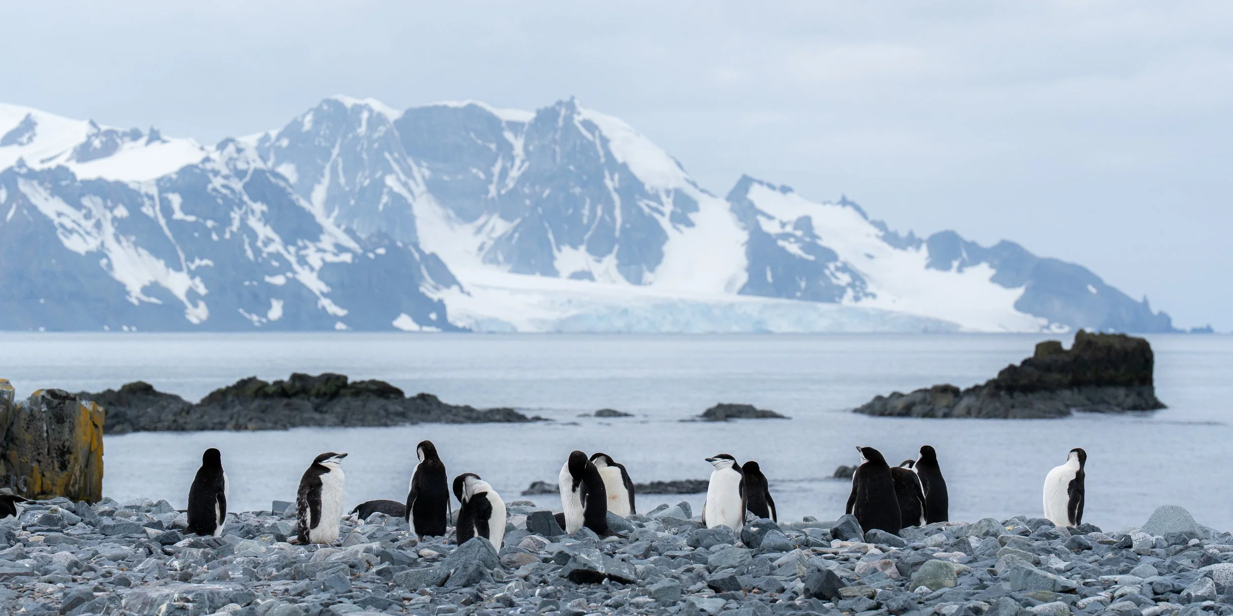 Group of penguins on rocky shore near water with snow-covered mountains and glaciers in the background.