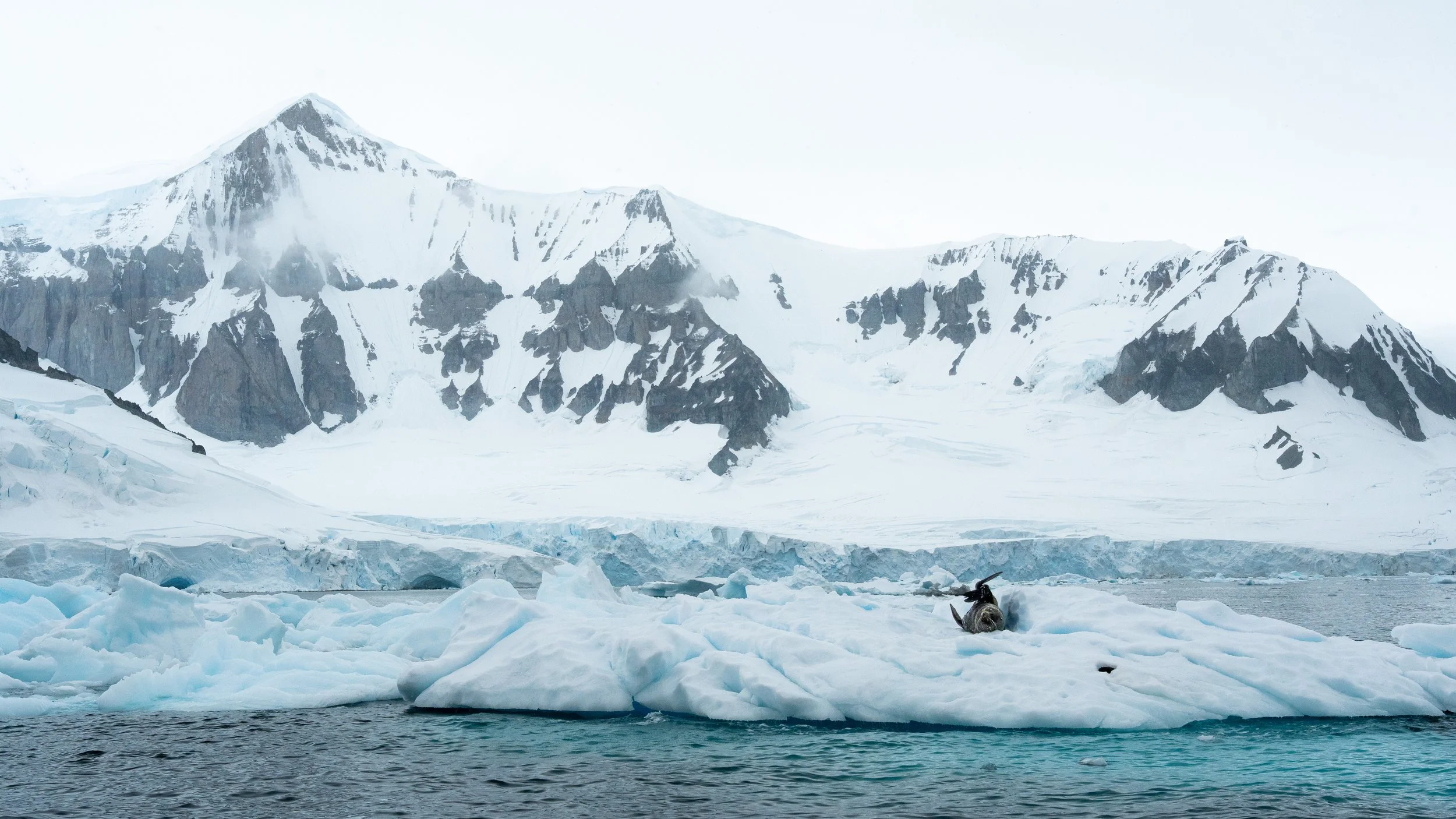 Ice floes and icebergs in icy water with snow-covered mountains in the background and a penguin lying on the ice.