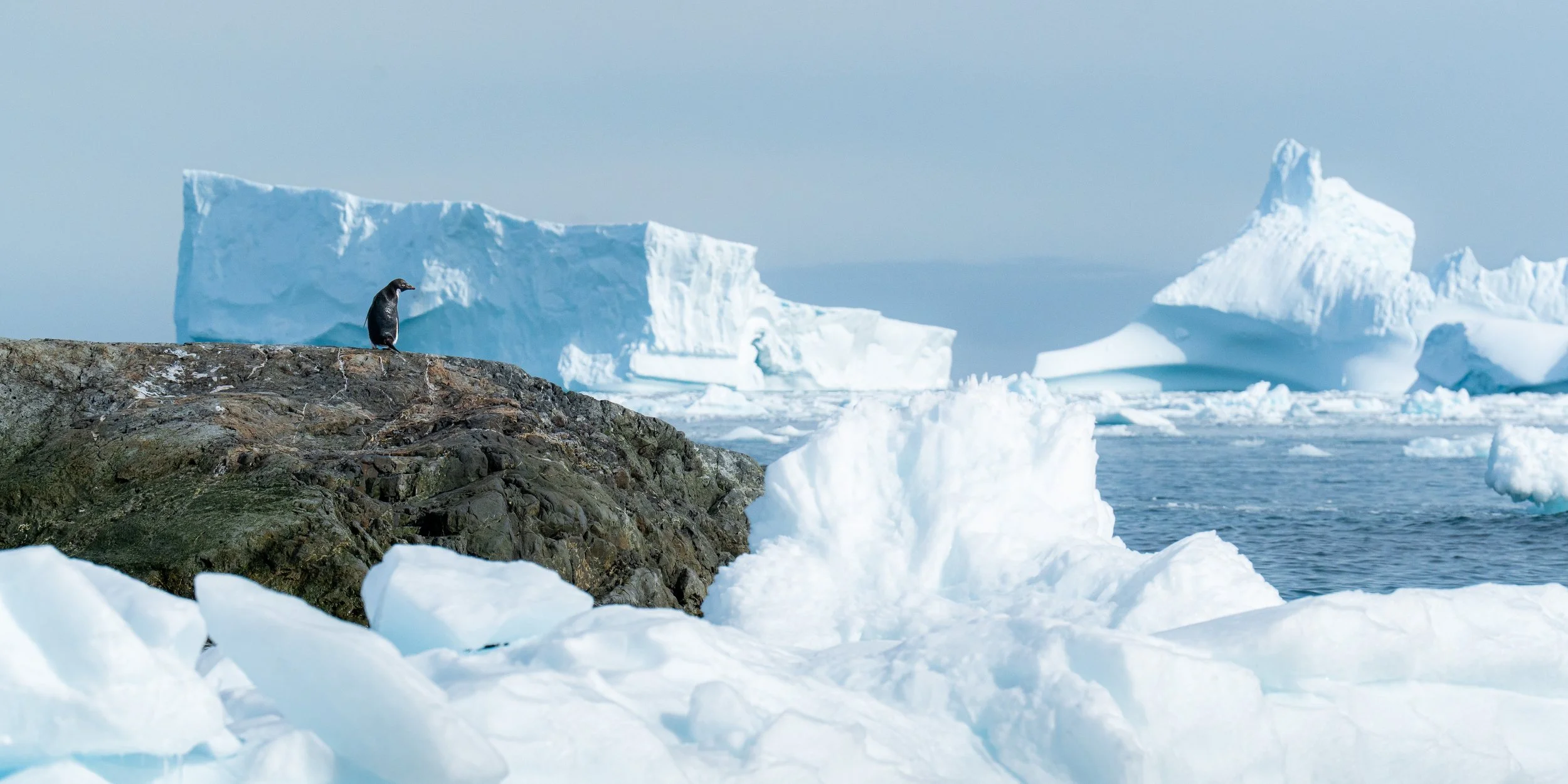 A penguin standing on a rocky outcrop with glaciers and icebergs in the background in a polar icy landscape.