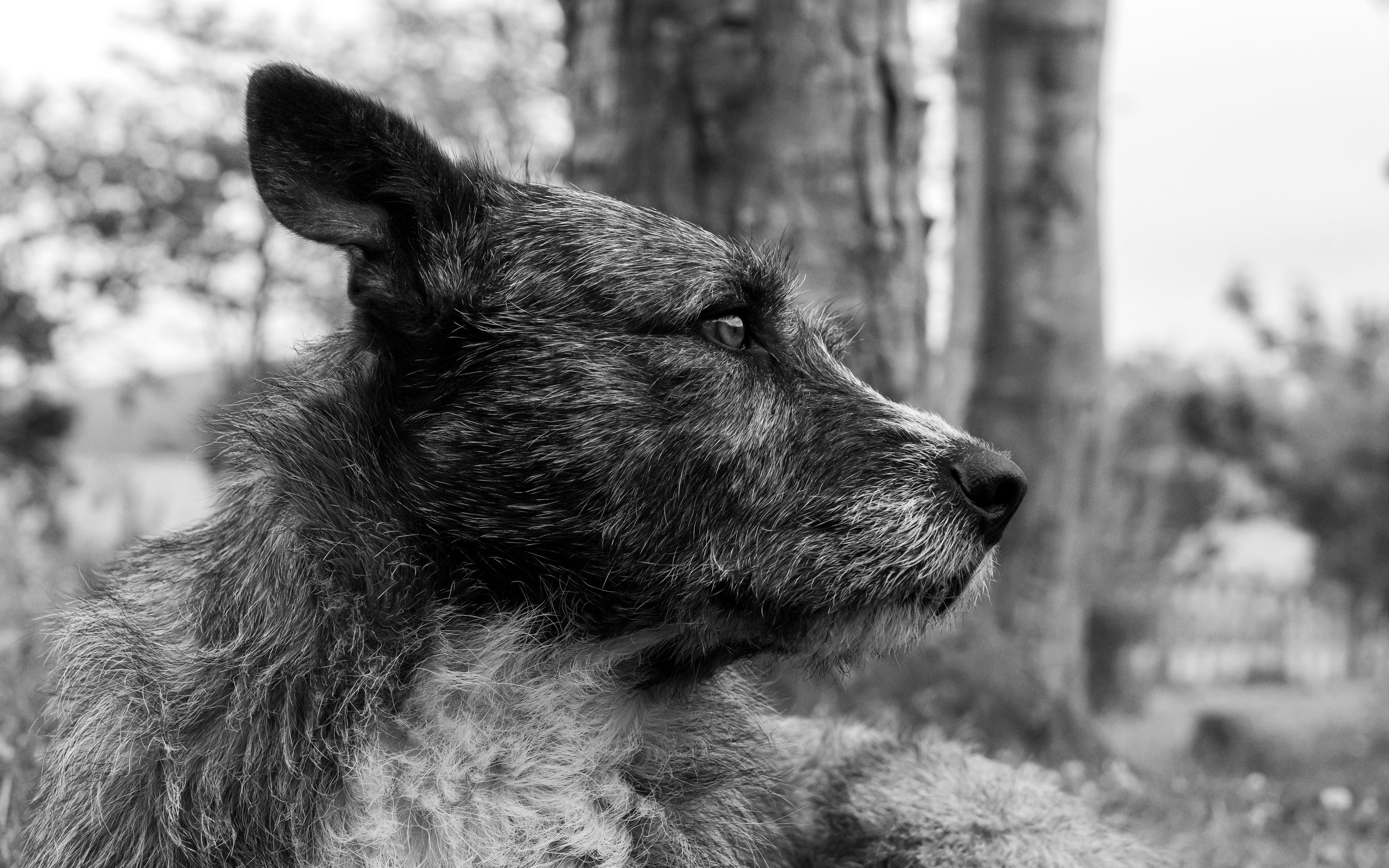 Black and gray dog with erect ears outdoors, looking to the right, with trees and sky in the background.