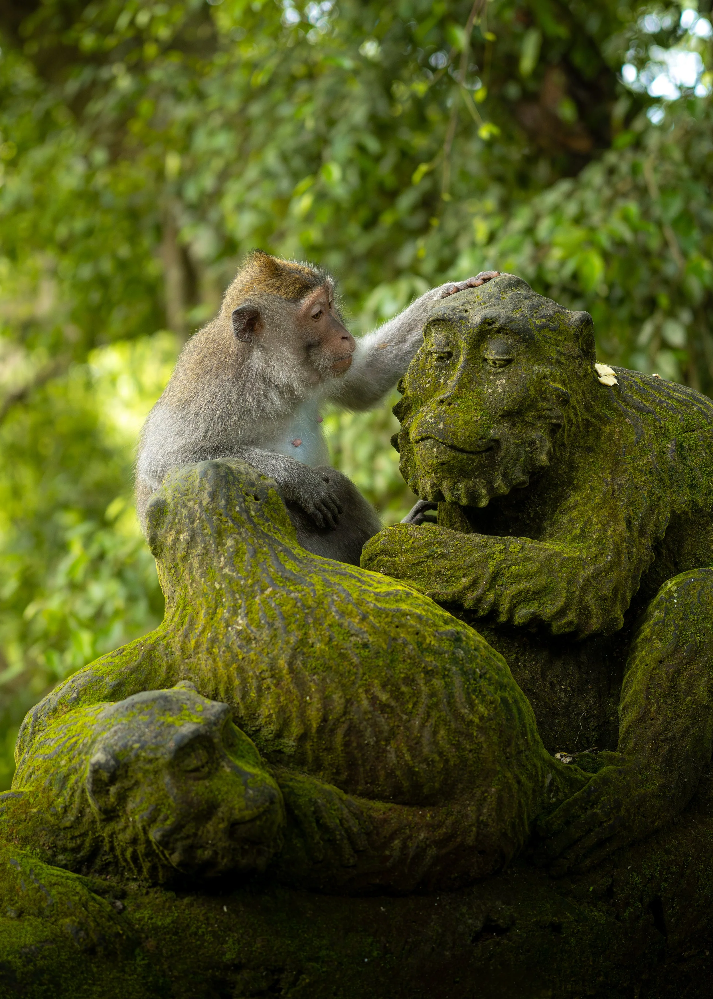 A young monkey touching a moss-covered stone sculpture of a face in a lush green forest.