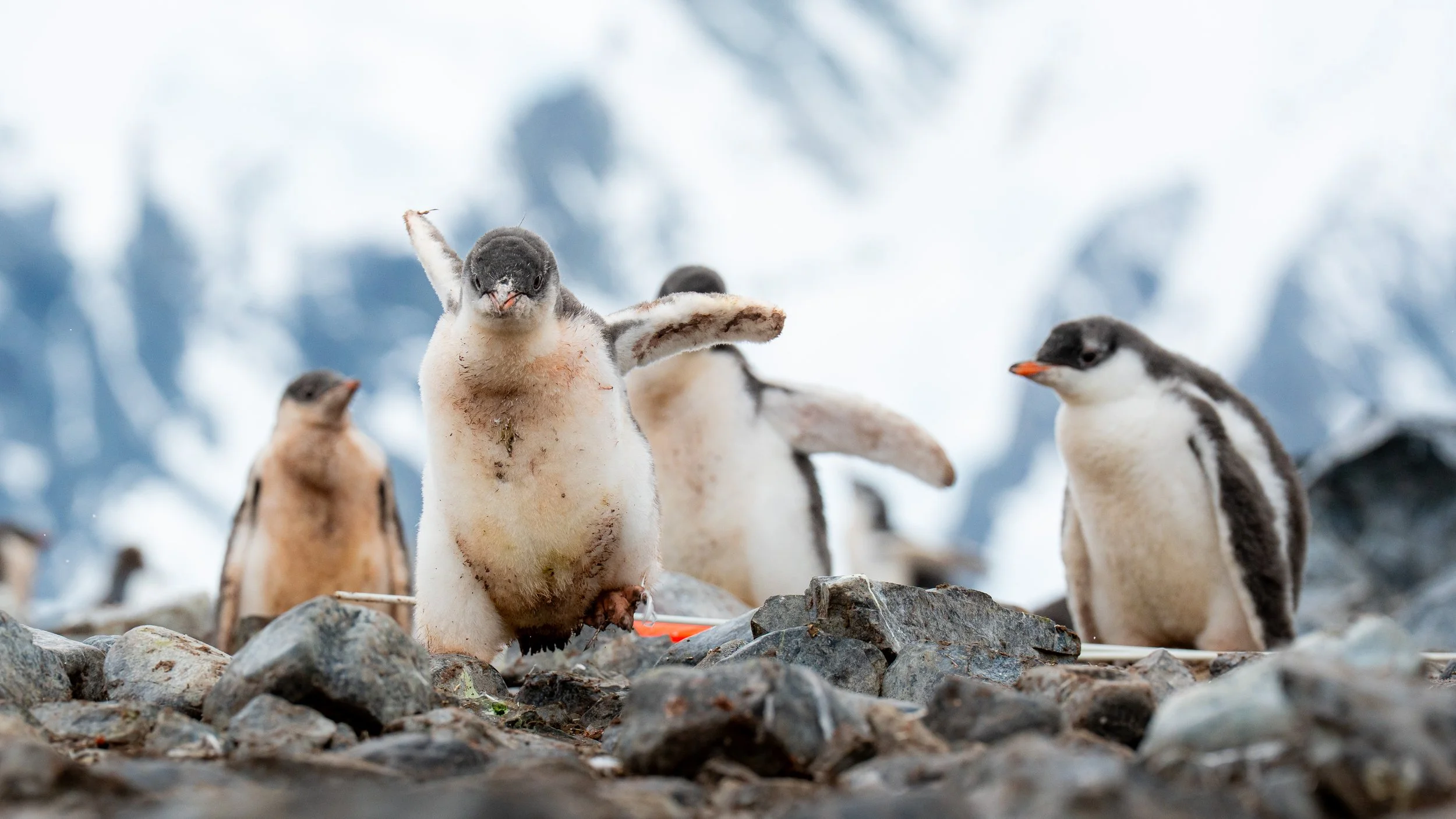Group of penguins standing on rocky terrain in icy environment.
