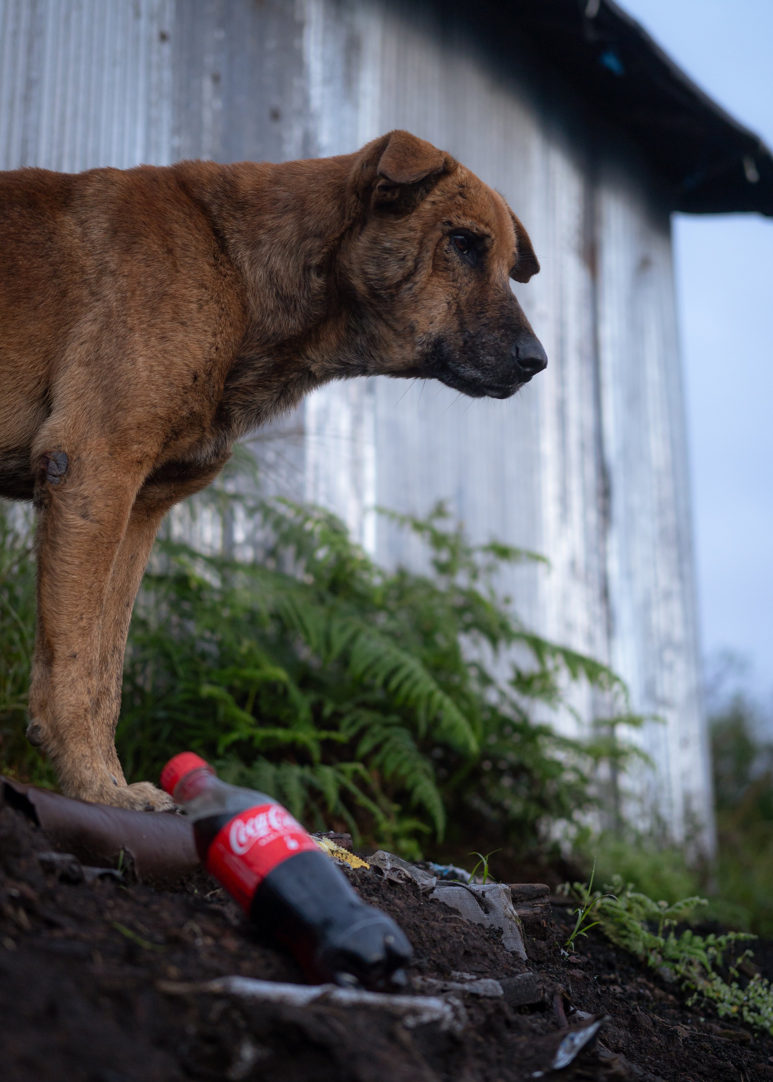 A brown dog with a contemplative expression standing outdoors near a corrugated metal wall, with a discarded Coca-Cola bottle and other trash on the ground amid green plants.