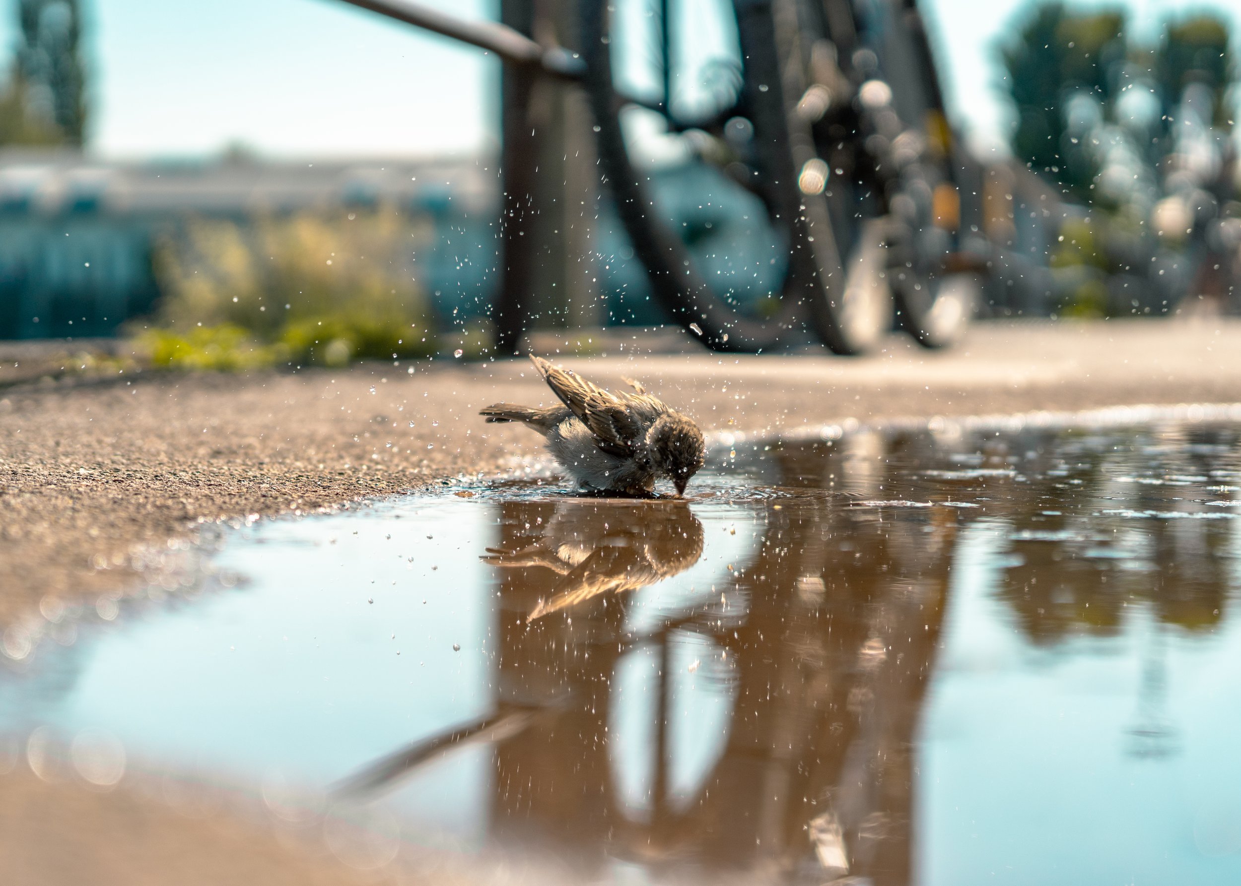 Small bird splashing into water on a concrete surface with water droplets flying around, with bicycles and trees in the background.
