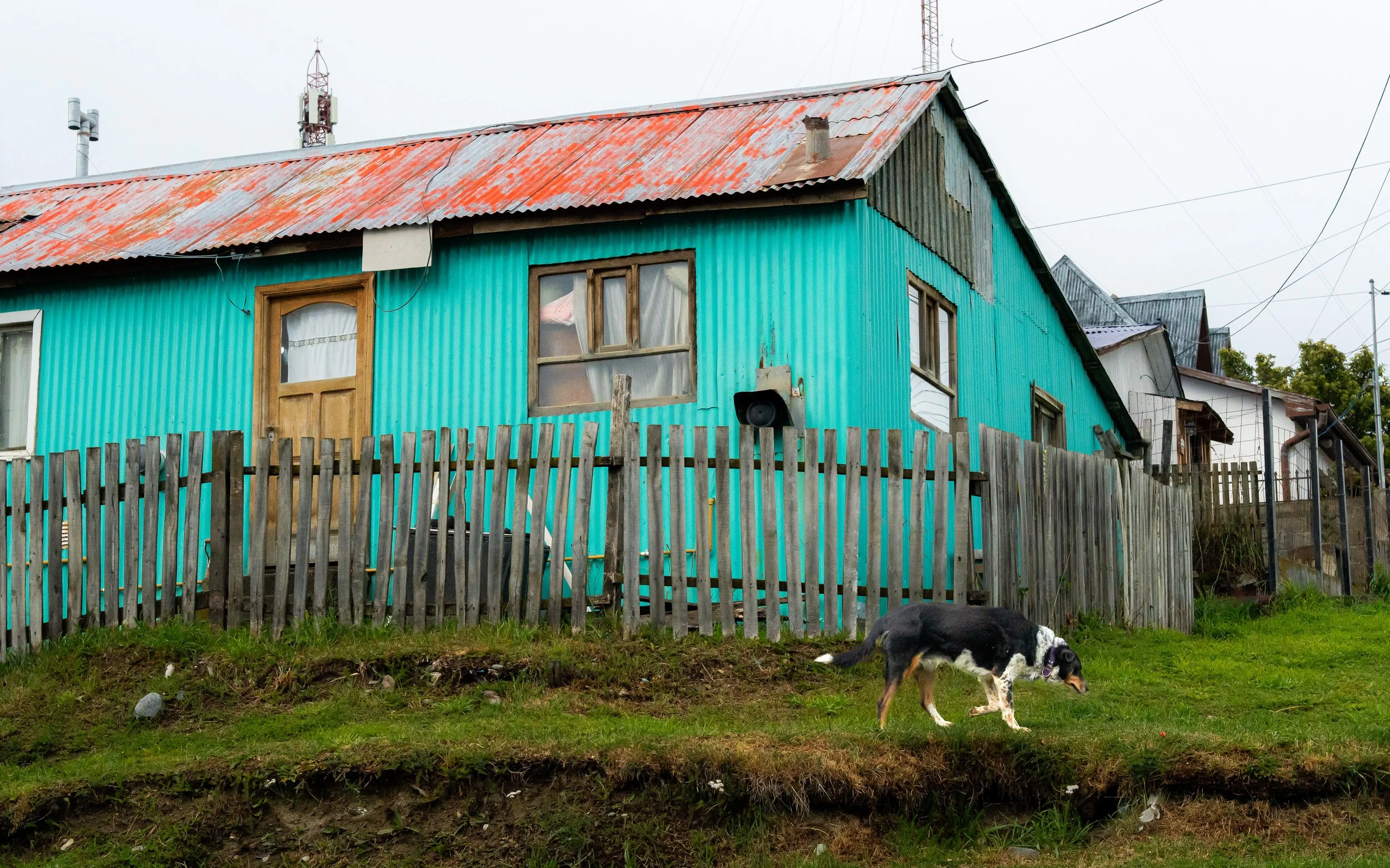 A teal house with a corrugated metal roof that is weathered and rusty, surrounded by a wooden picket fence. There is a black and white dog in the grass in front of the house.