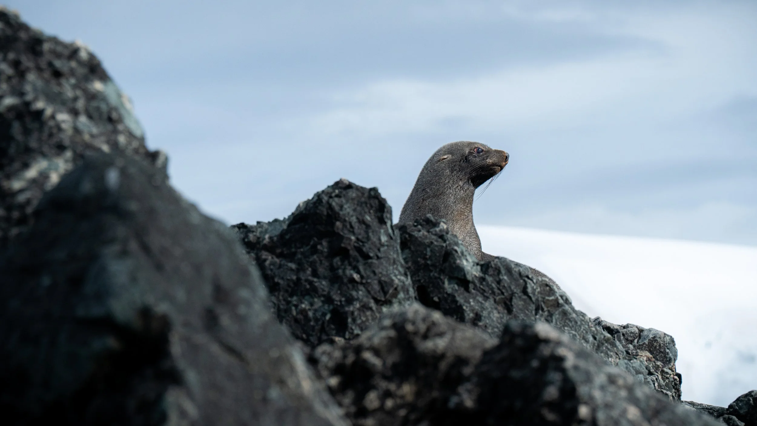 A river otter peeking over black volcanic rocks with a cloudy sky in the background.