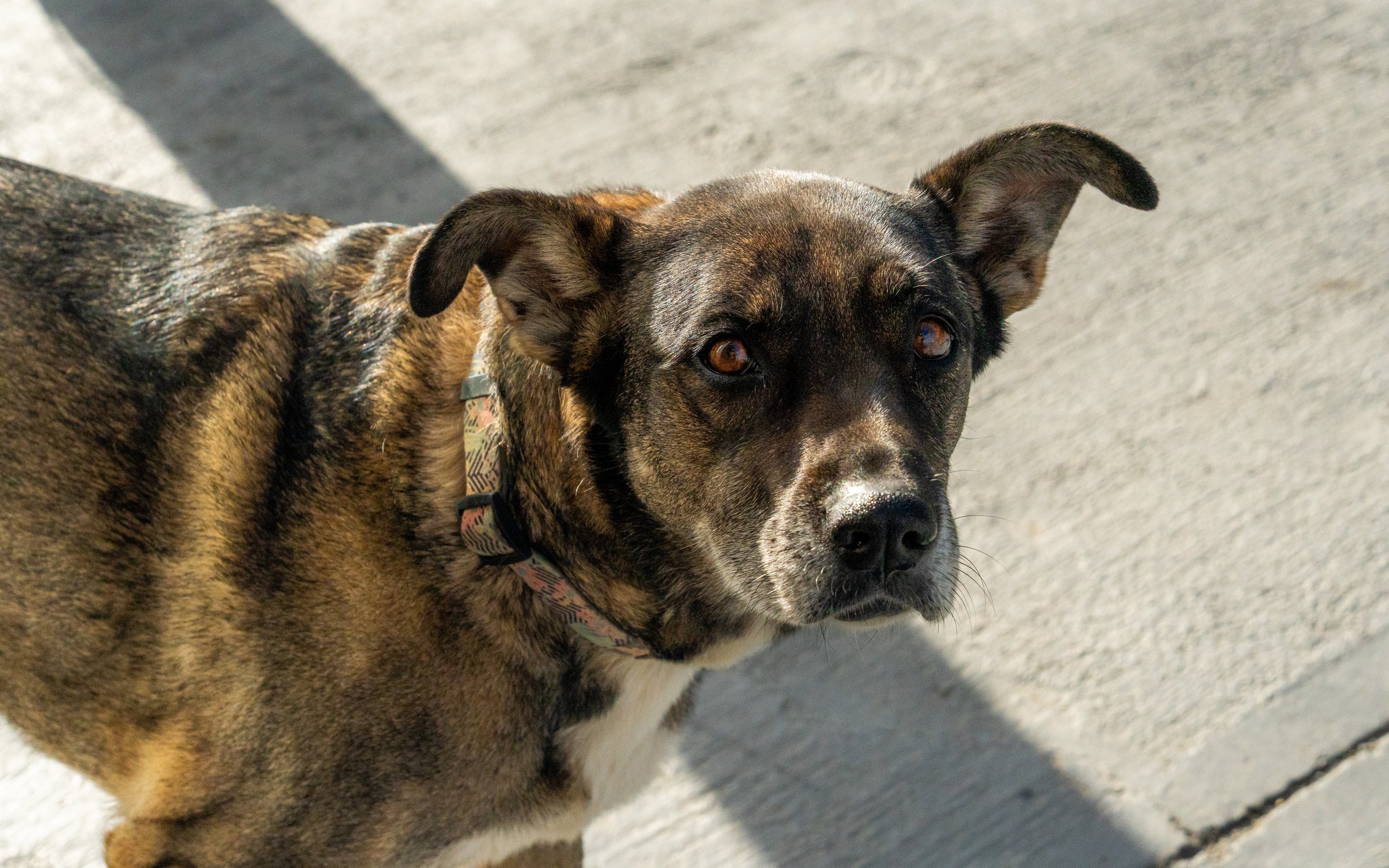 Close-up of a mixed-breed dog with a brindle coat and white markings, wearing a colorful collar, standing on concrete ground and looking at the camera.