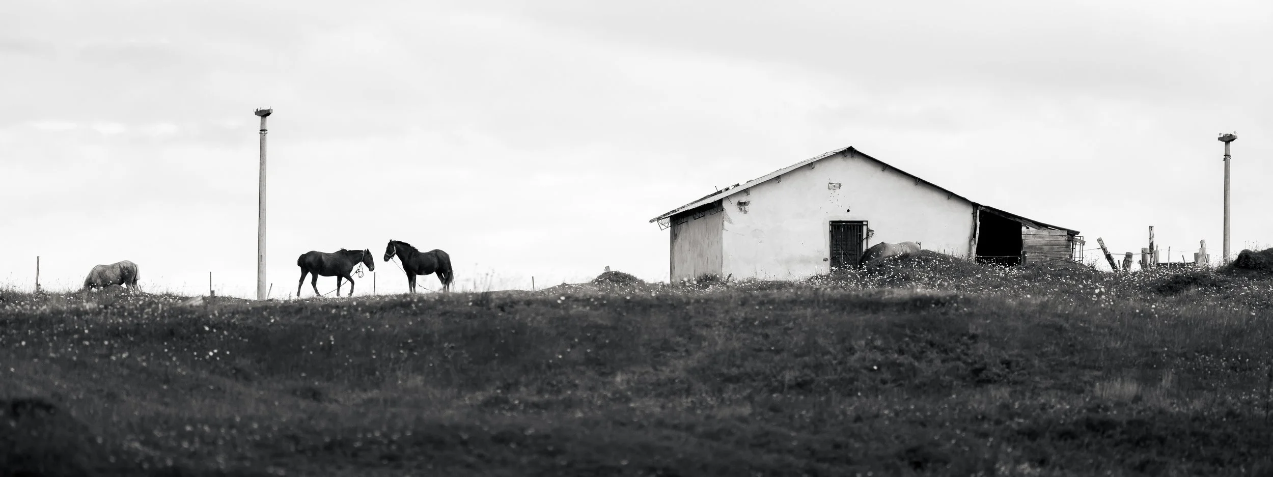 Black and white photo of a rural farm with a small house, three horses grazing on a hill, and two tall light posts in the background.