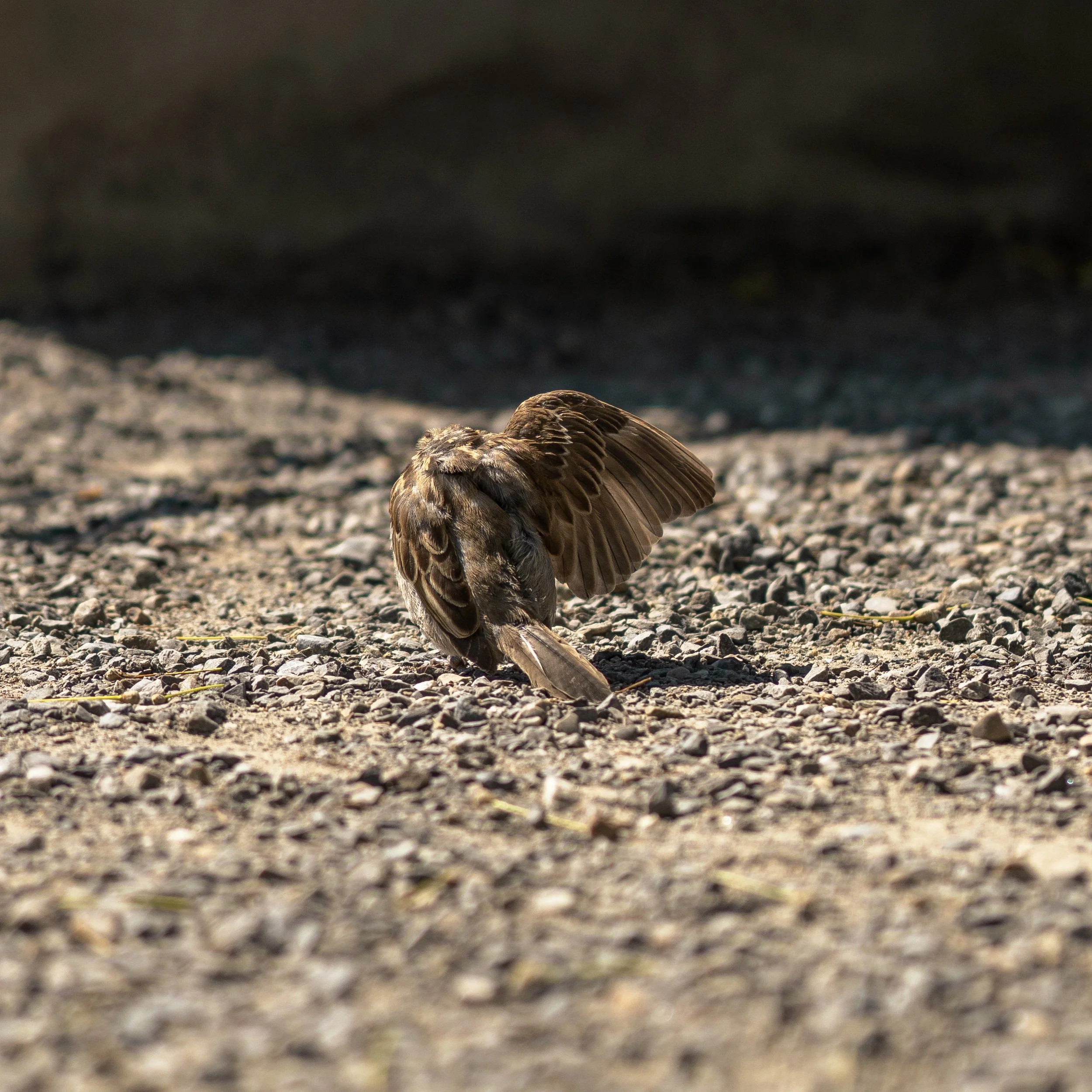 A bird with brown and tan feathers standing on a gravelly surface, with broader, darker background.