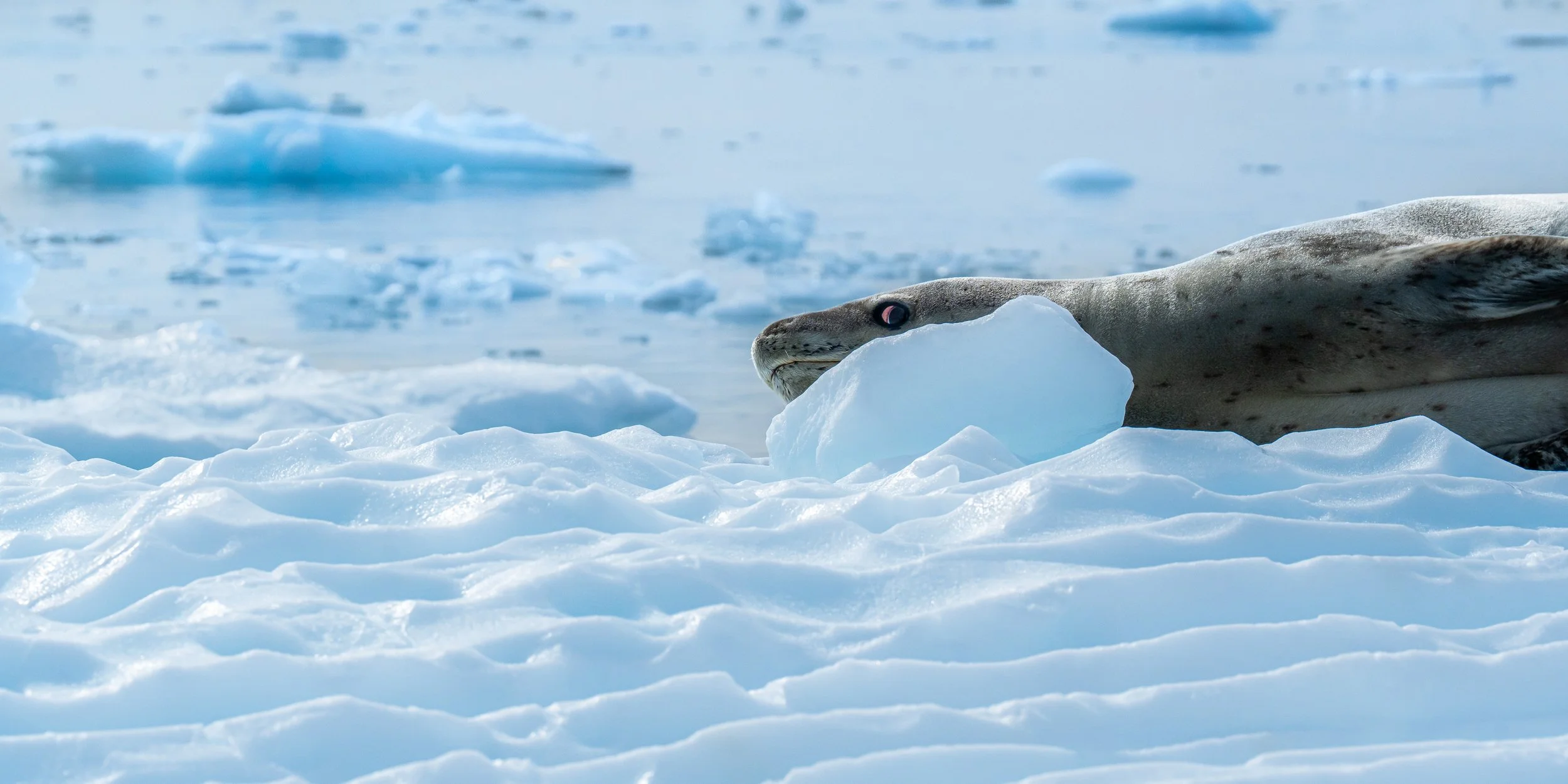 A seal resting on snow and ice in a polar region, with icebergs in the distance.