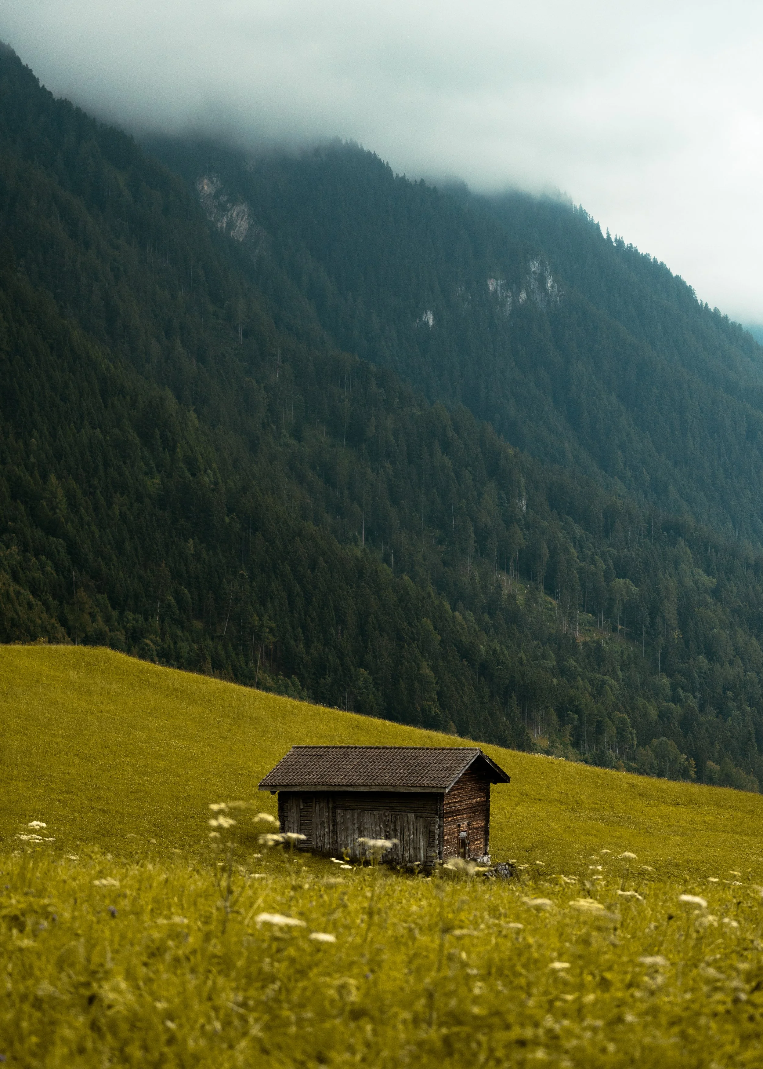 A wooden mountain cabin in a grassy field with white flowers, set against a backdrop of tall green pine trees and foggy mountains.