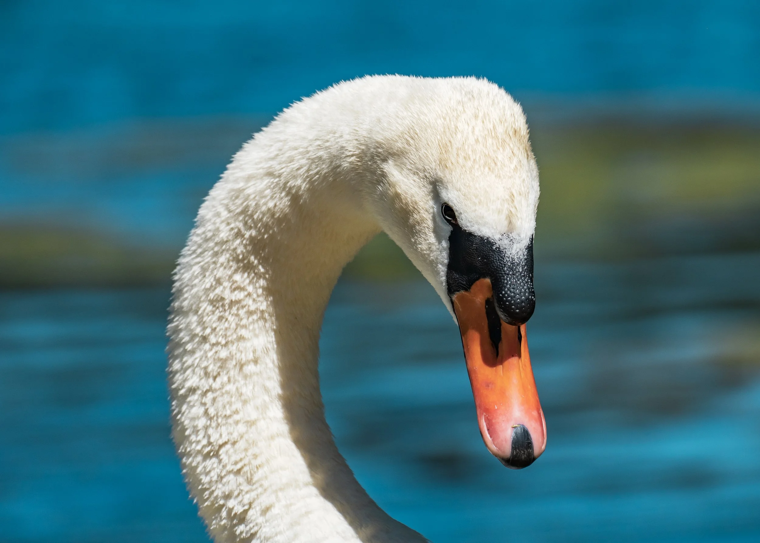 Close-up of a white swan's head and neck with a black beak and orange tip, swimming on a body of water with a blurry blue and green background.