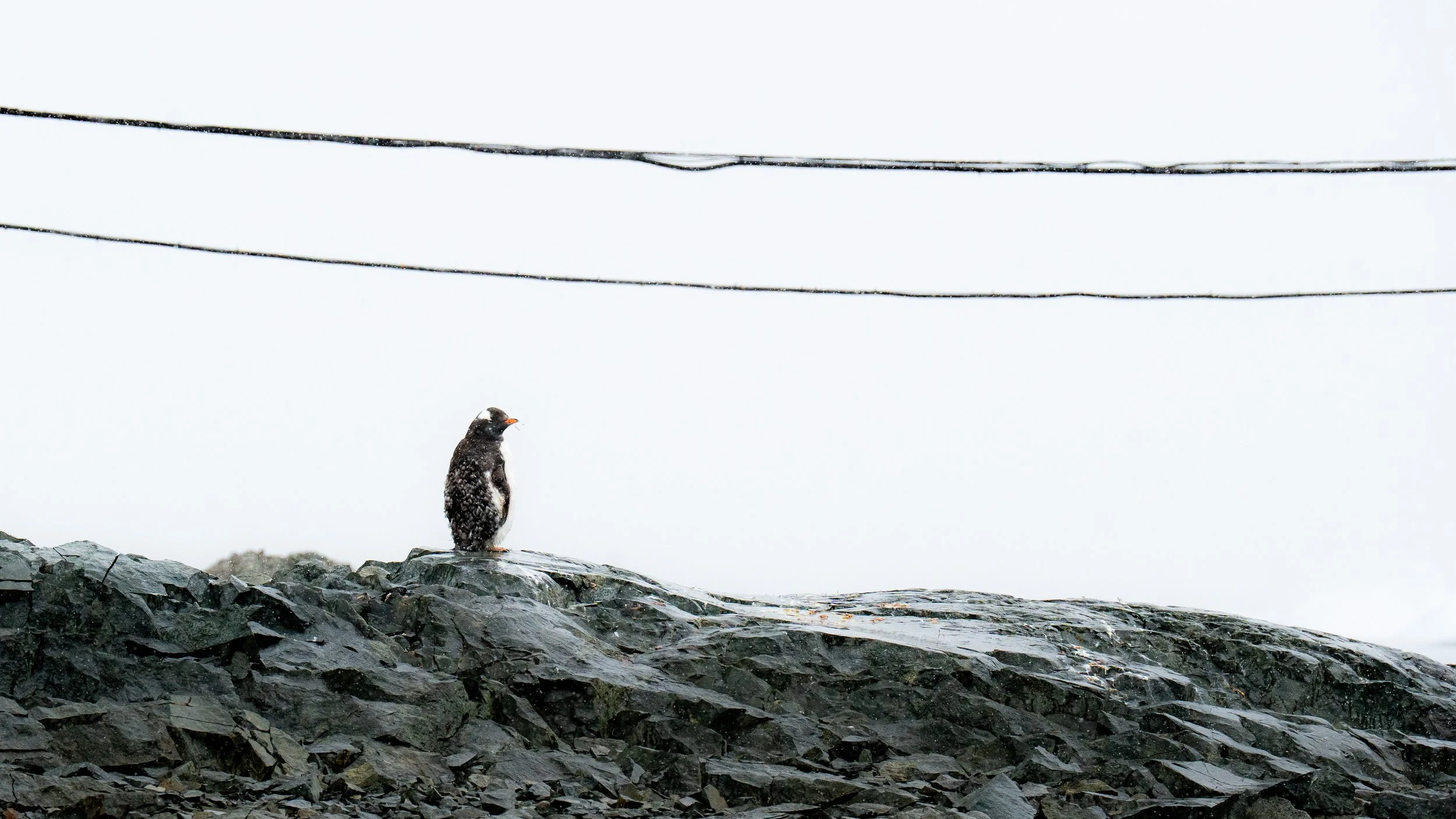 A penguin standing on a rocky surface near water, with power lines overhead and a cloudy sky in the background.