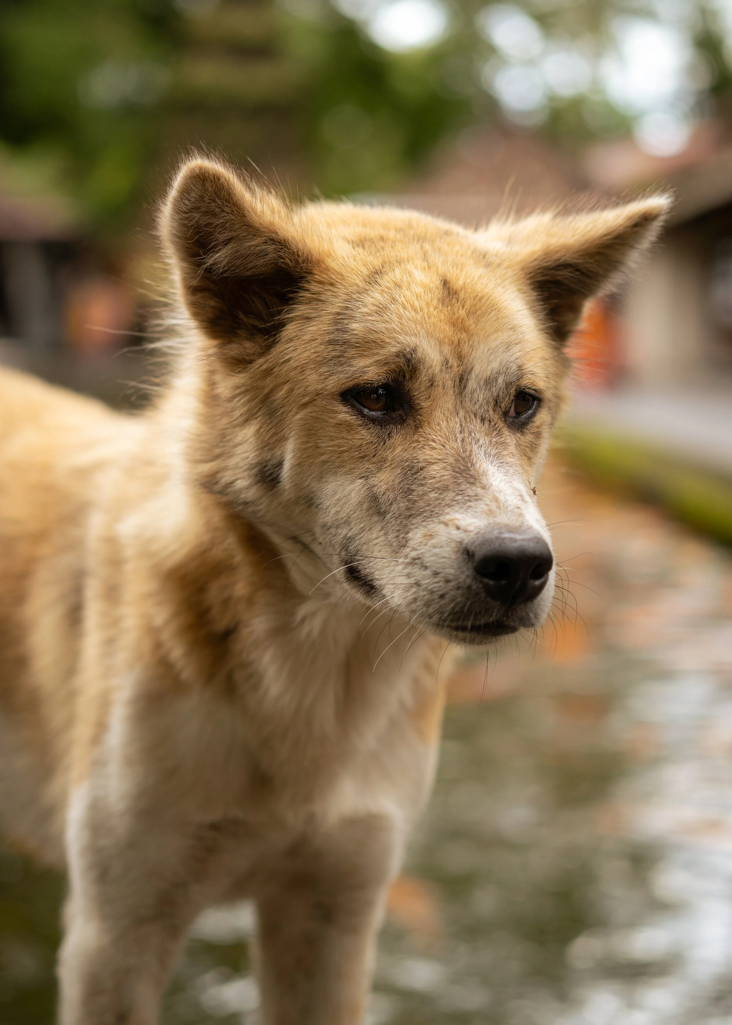 Close-up of a dog's face with large ears, light brown fur, and dark eyes in a natural outdoor setting.