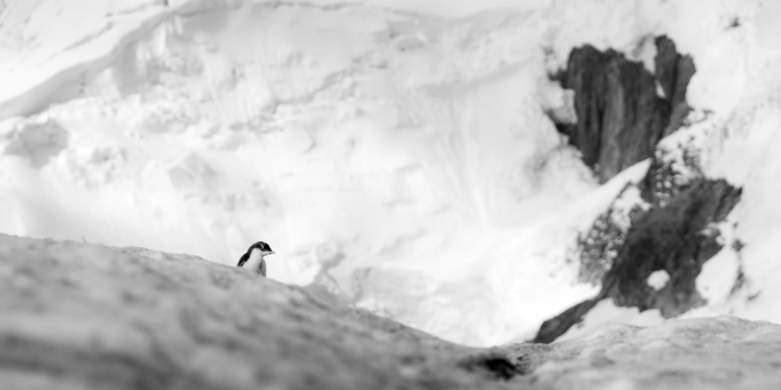 A penguin standing on snow in a mountainous, icy landscape with snow-capped peaks and rocky outcrops in the background, in black and white.