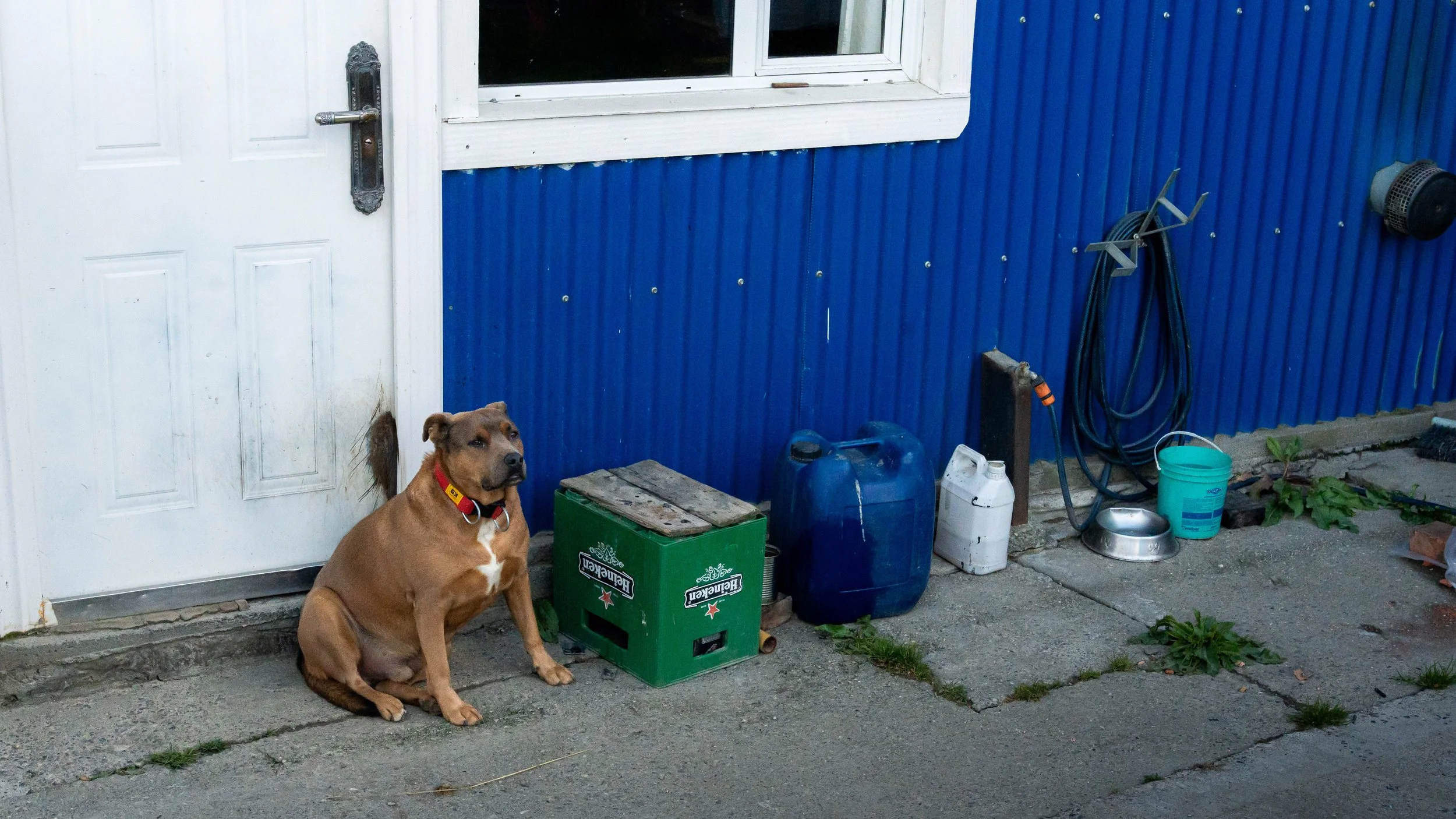 A brown dog with a red collar sitting on a concrete porch next to a green Heineken box, with various containers including a blue water jug, a white container, and a metal dog bowl nearby, outside a house with blue siding and a white door.