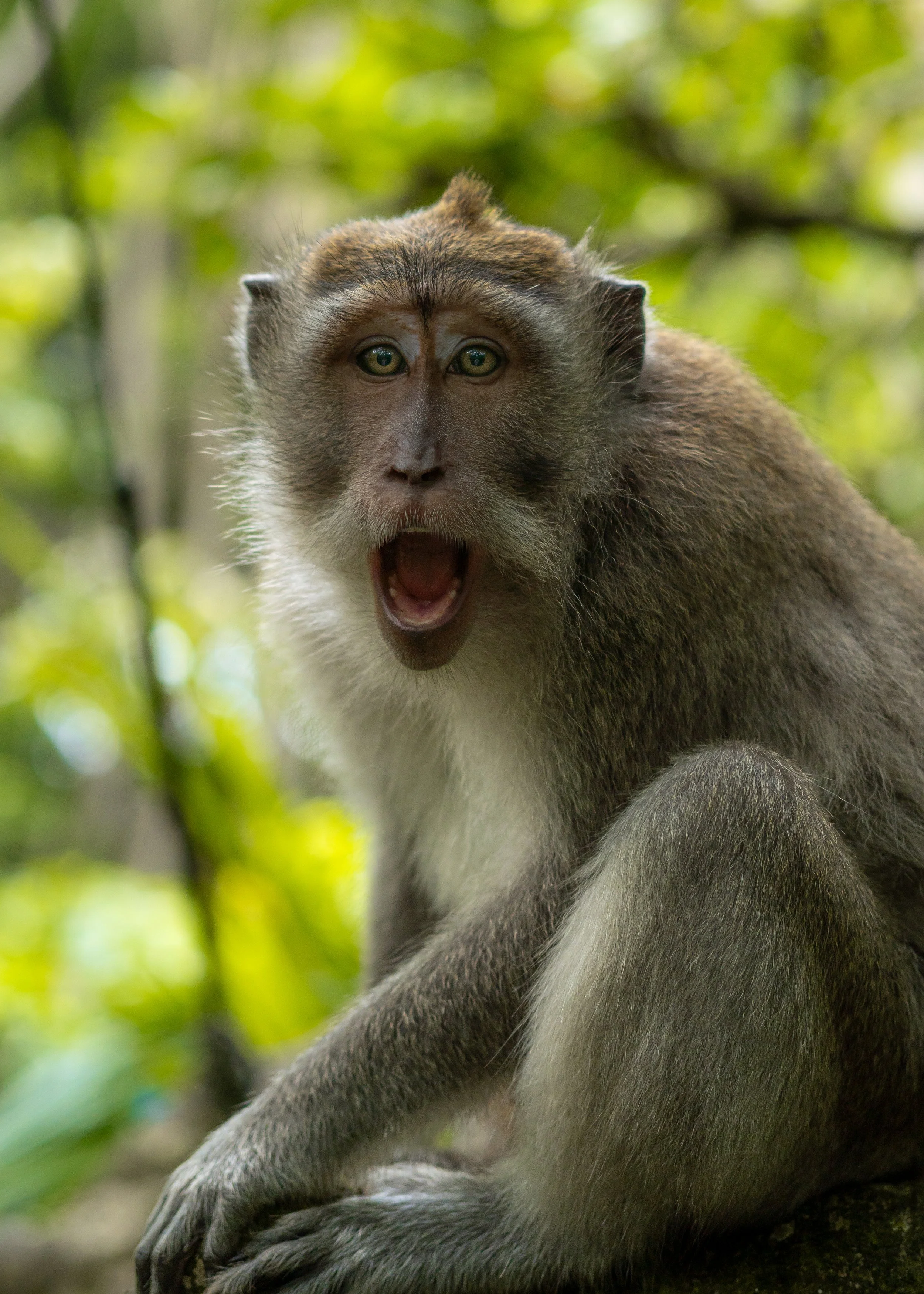 A monkey with wide eyes and fur that is a mix of brown and gray sitting on the ground surrounded by green foliage, with its mouth open as if surprised or vocalizing.