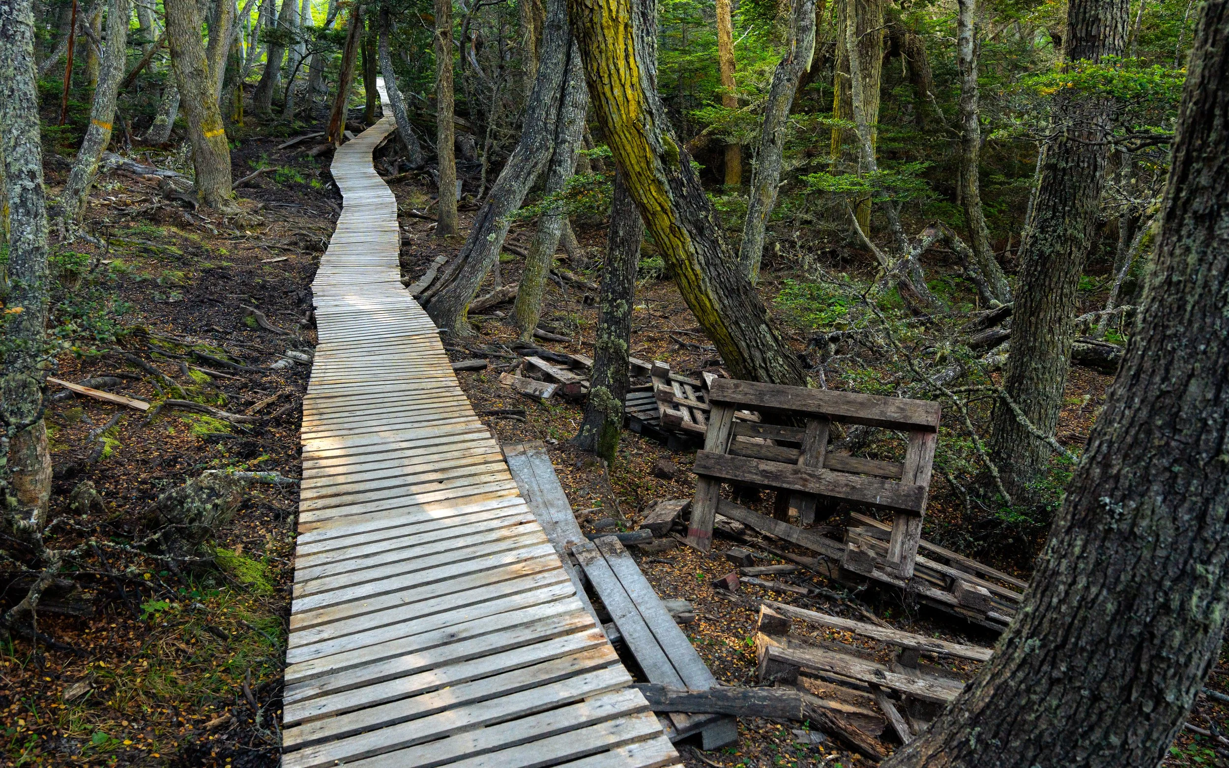 A wooden boardwalk winding through a dense forest with tall trees and green foliage.
