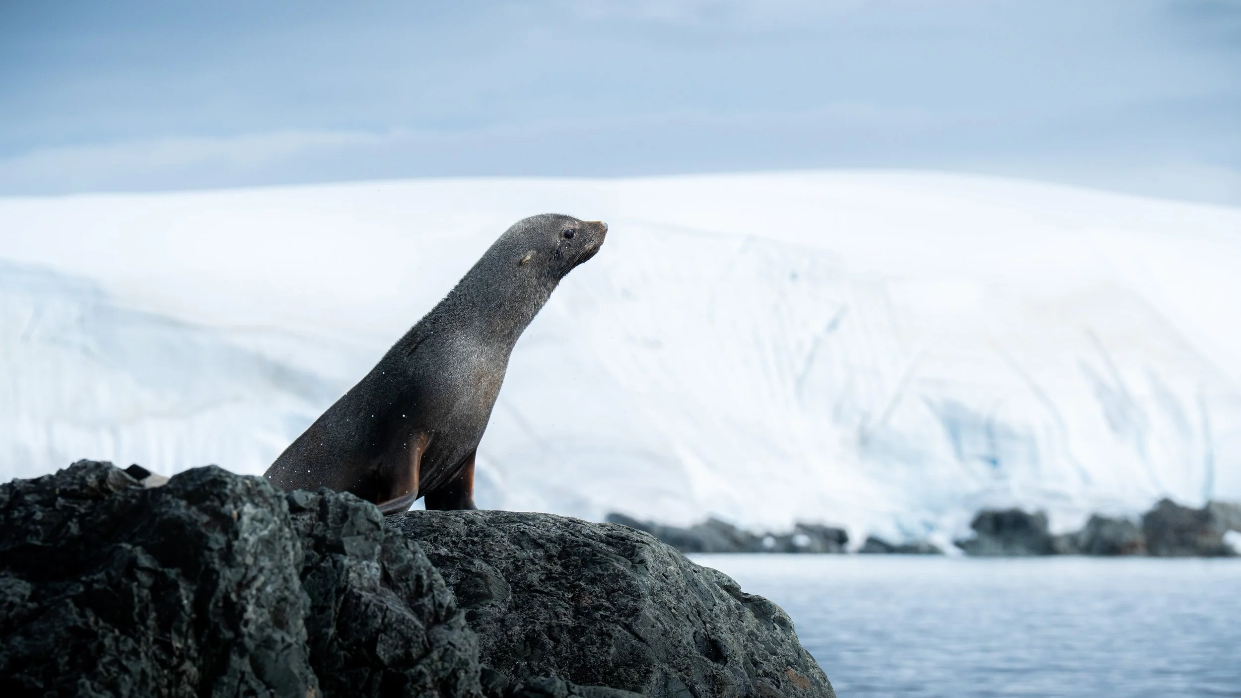 A fur seal resting on rocks with a snowy landscape and overcast sky in the background.